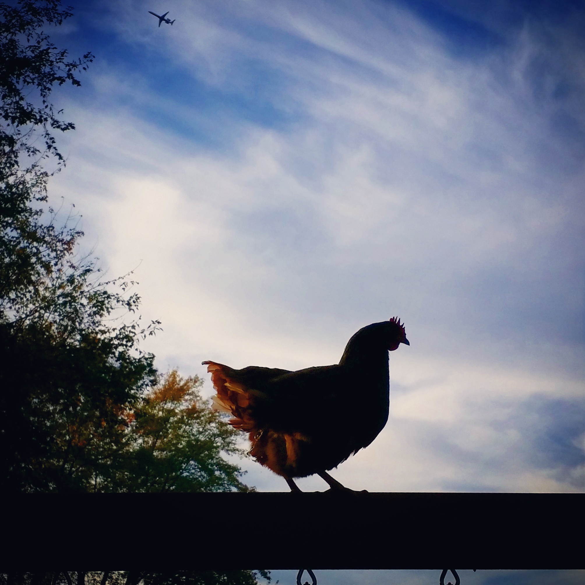 Scarlet O'Henna roosting on top of the playground, with a plane above.