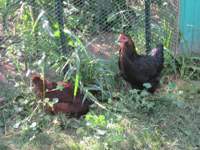 Scarlett O' Cluck with unnamed hen.