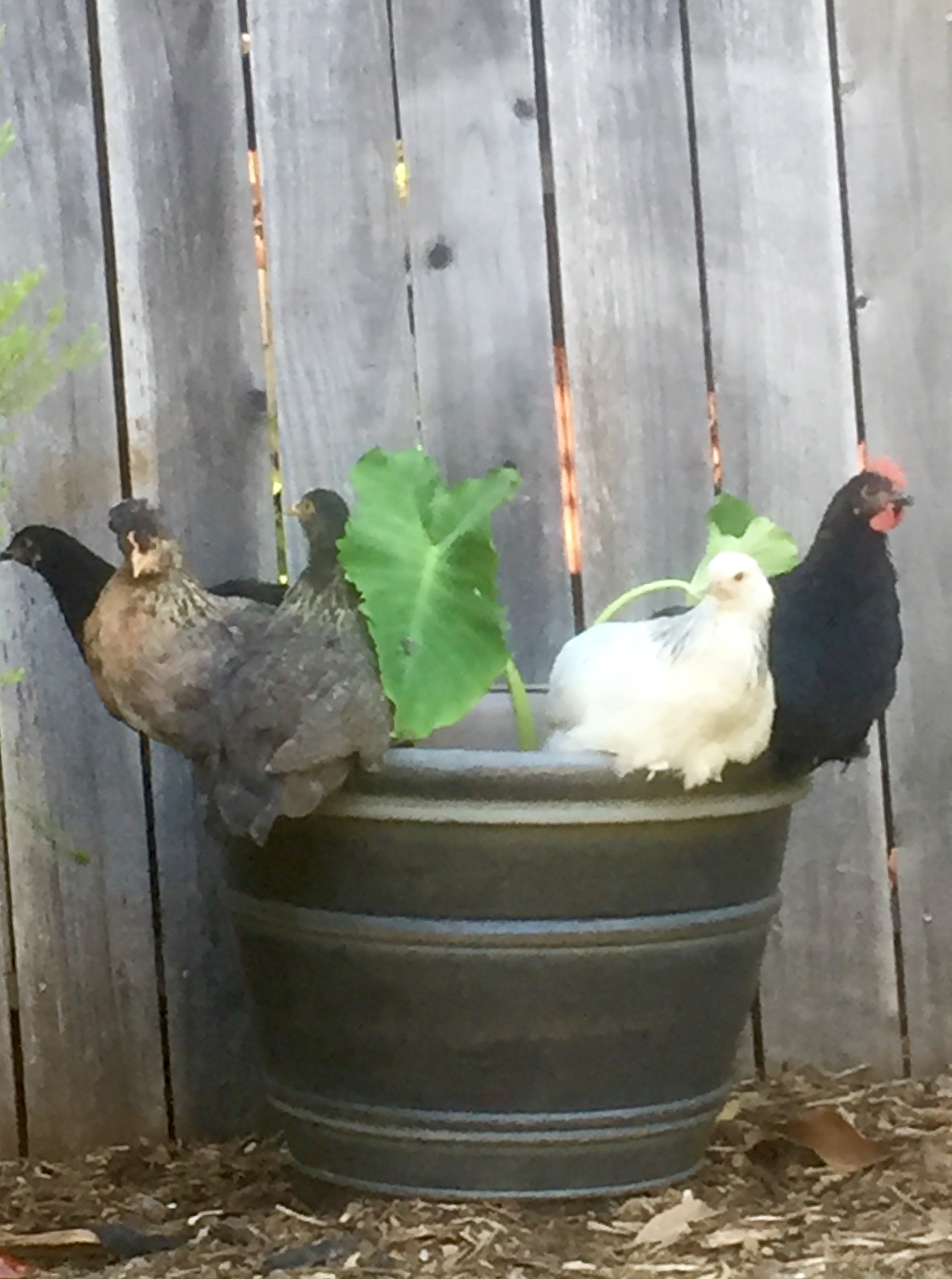 Schatz ( australorp), Zelda and Poppy (Cream Legbar) Marilyn (light braham) and Claire (Black copper muran) Claire I'm pretty sure is a Carl