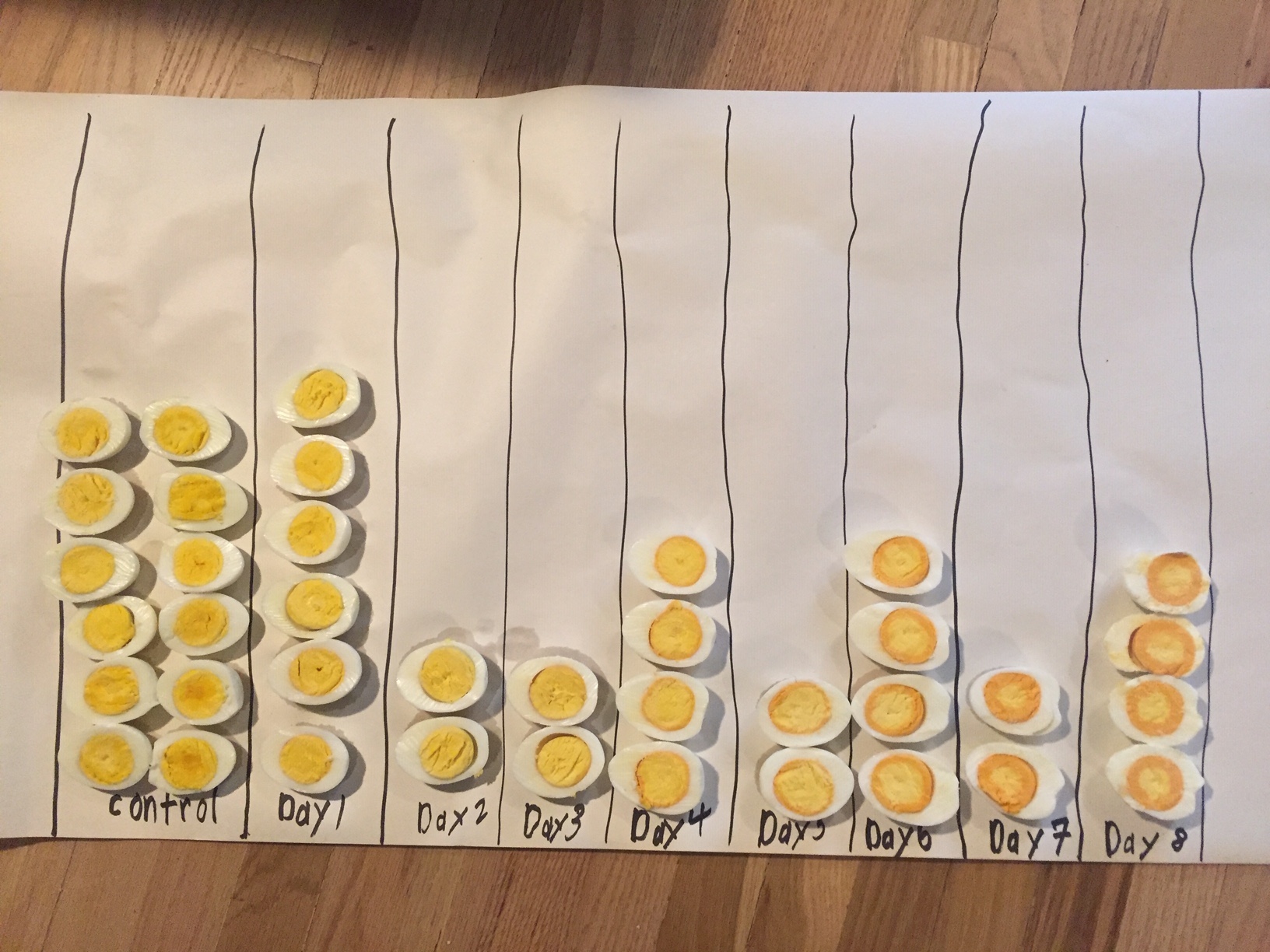 Science Project Egg Results