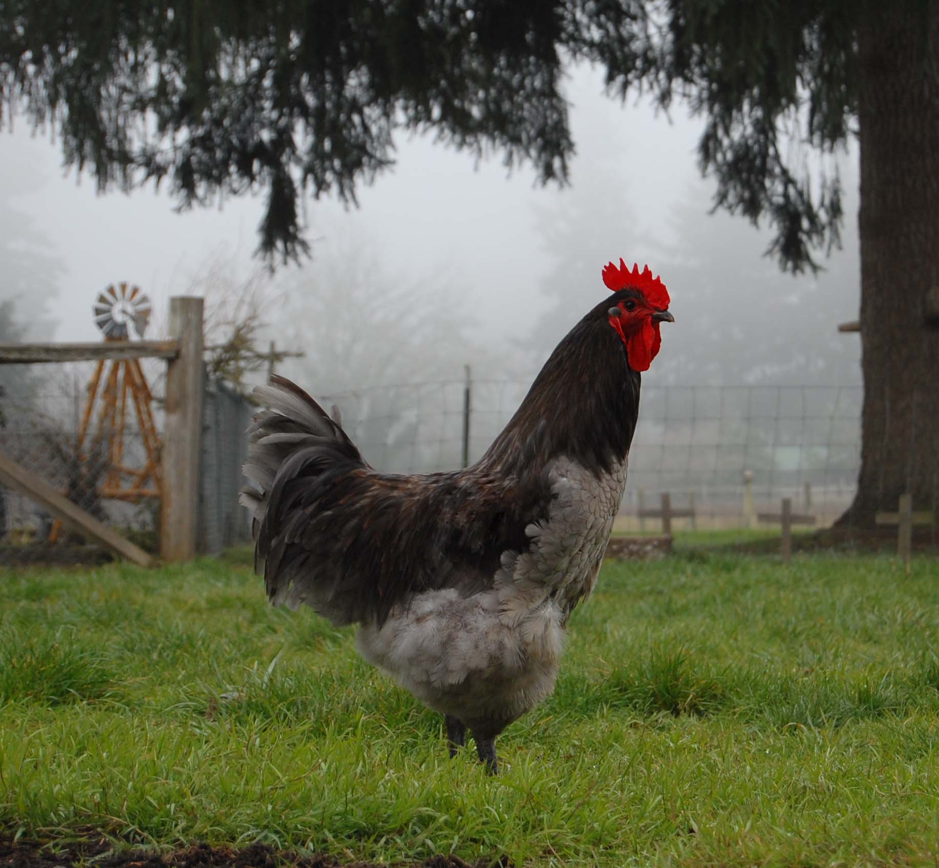 Scooby-Doo-Blue Laced Orpington Rooster