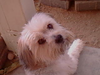 Scooby pound puppy, he was about a year old when we got him 9 years ago.