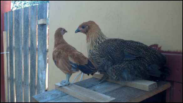 Scooter and Athena