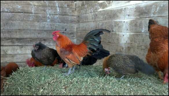 Scooter (nankin rooster)