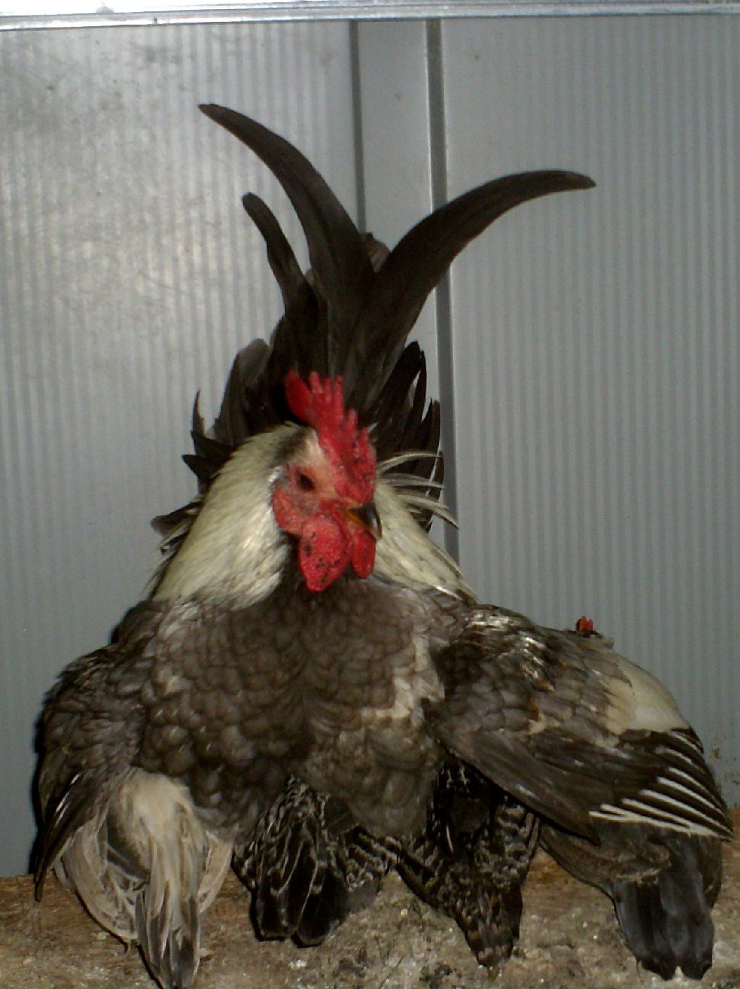 Scooter taking over after Ellen kicked the peeps out of the nest. RIP to the best rooster we've ever had.