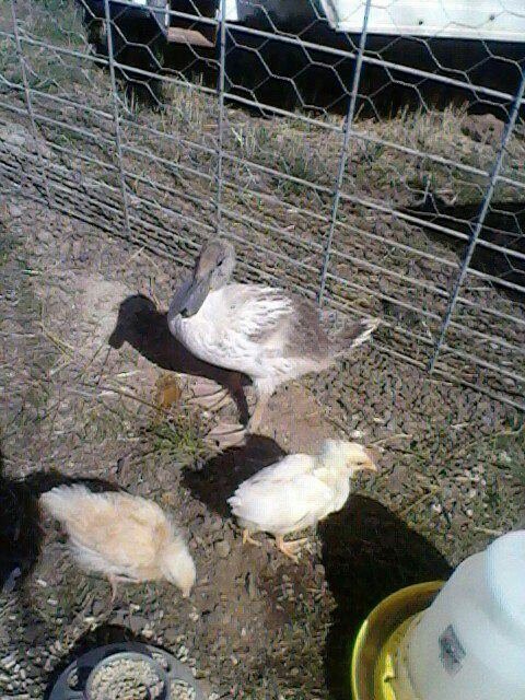 Scooter with the chicks