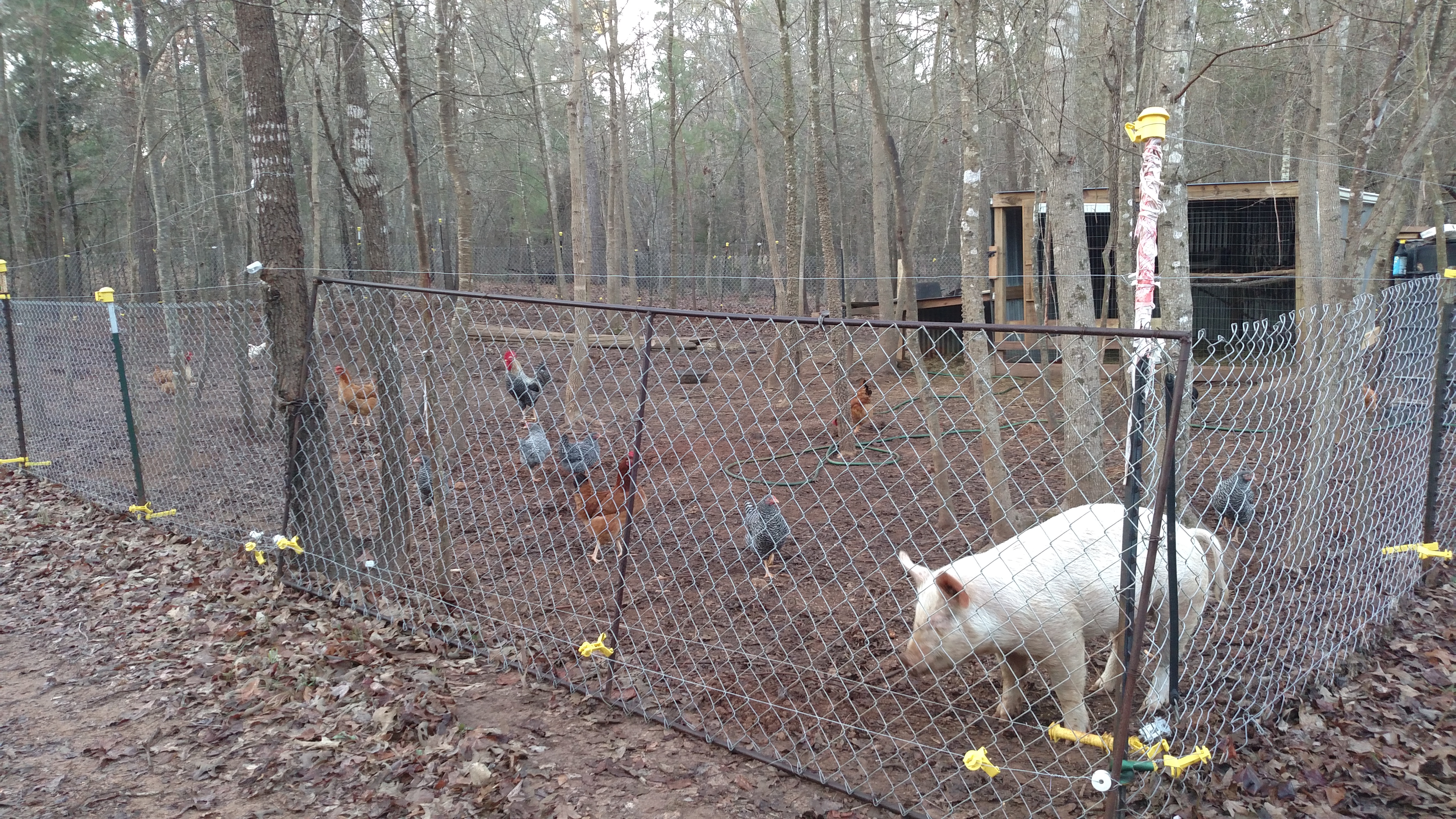 Scope of pen, hen house and pig bed shed.