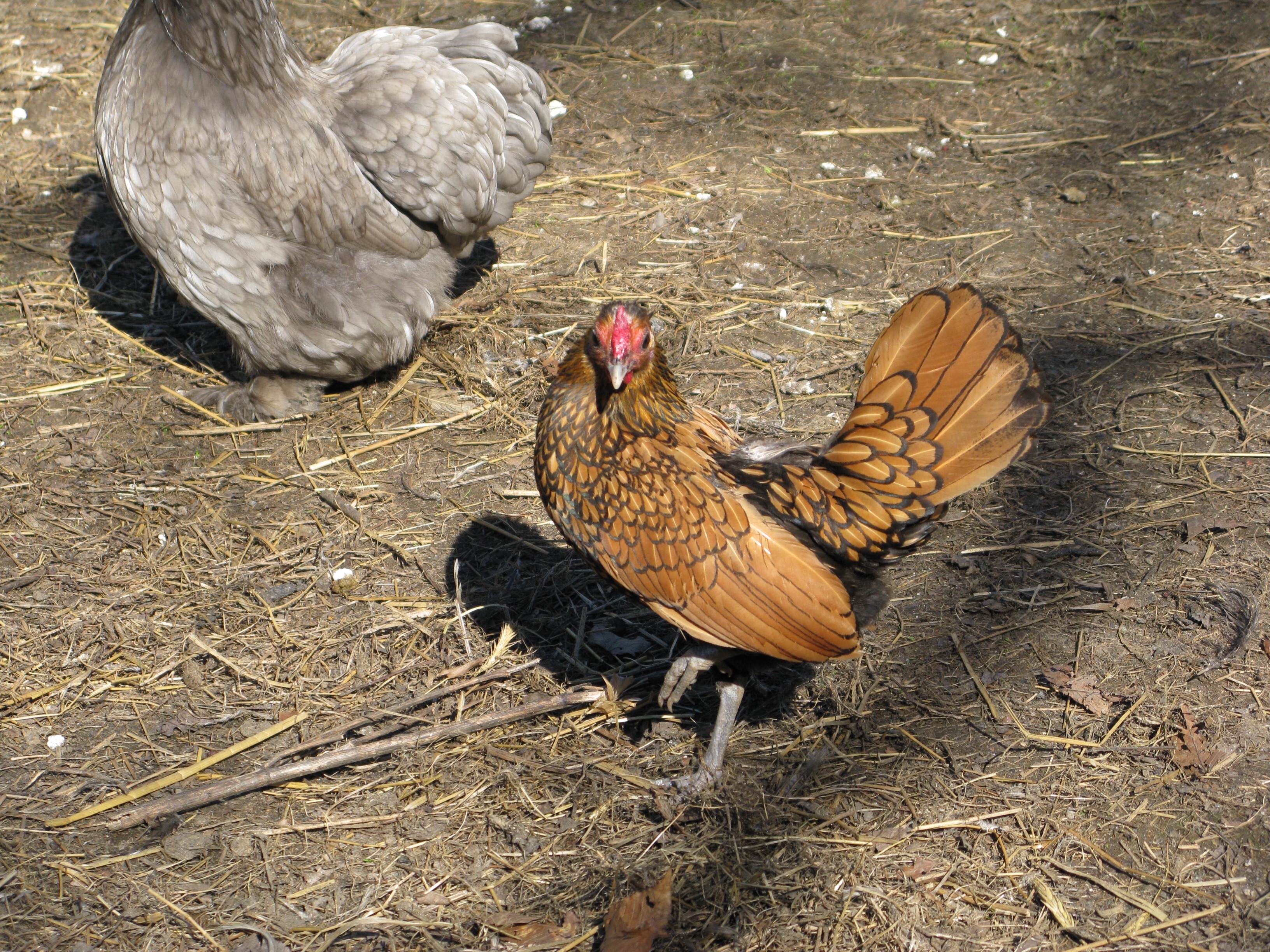 Scotchie, our Sebright