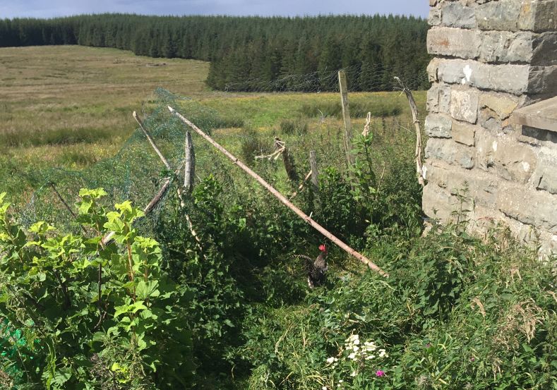 scots grey and garden