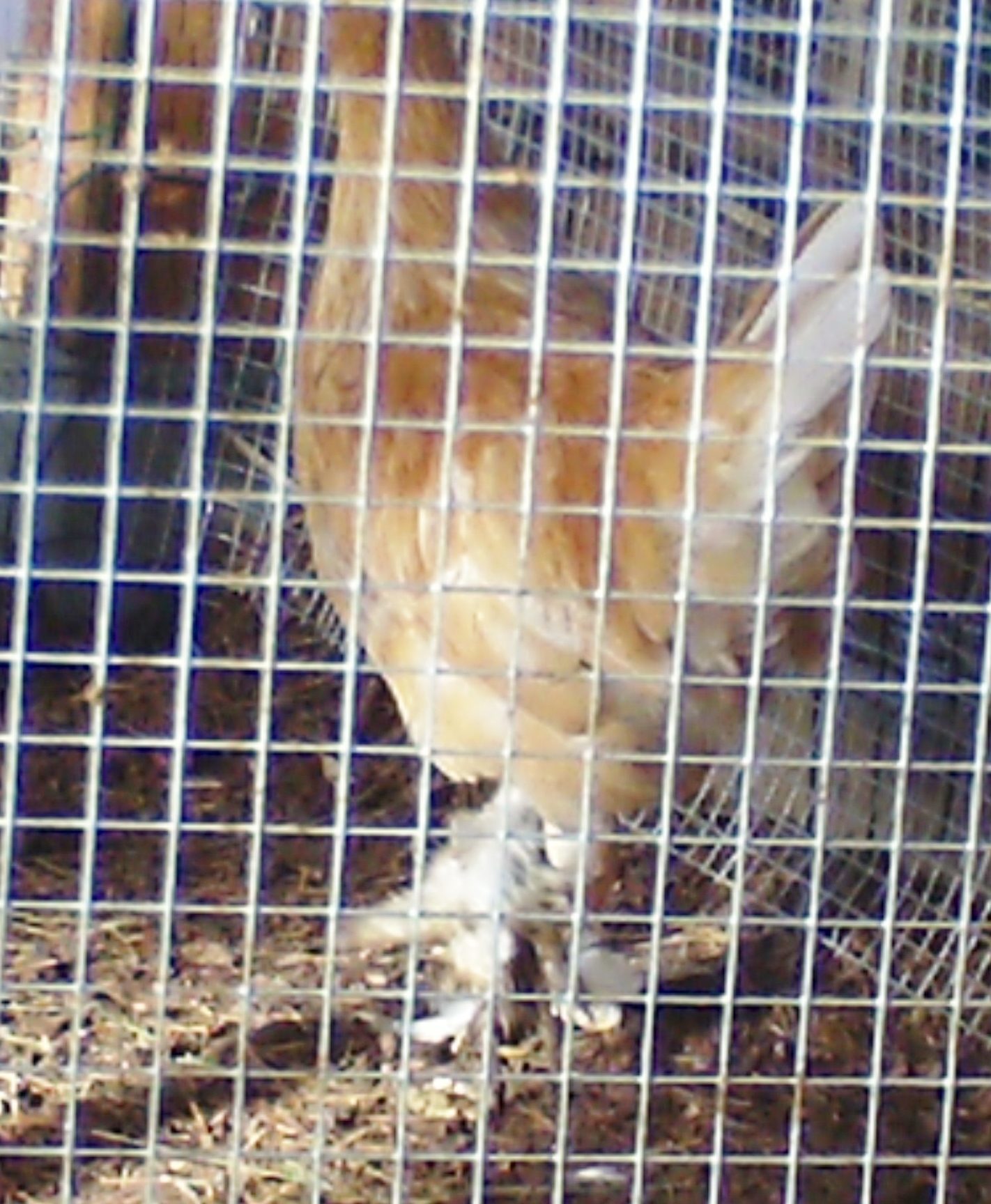 Scotty - Sultan/Silky - Banty - Cockerel