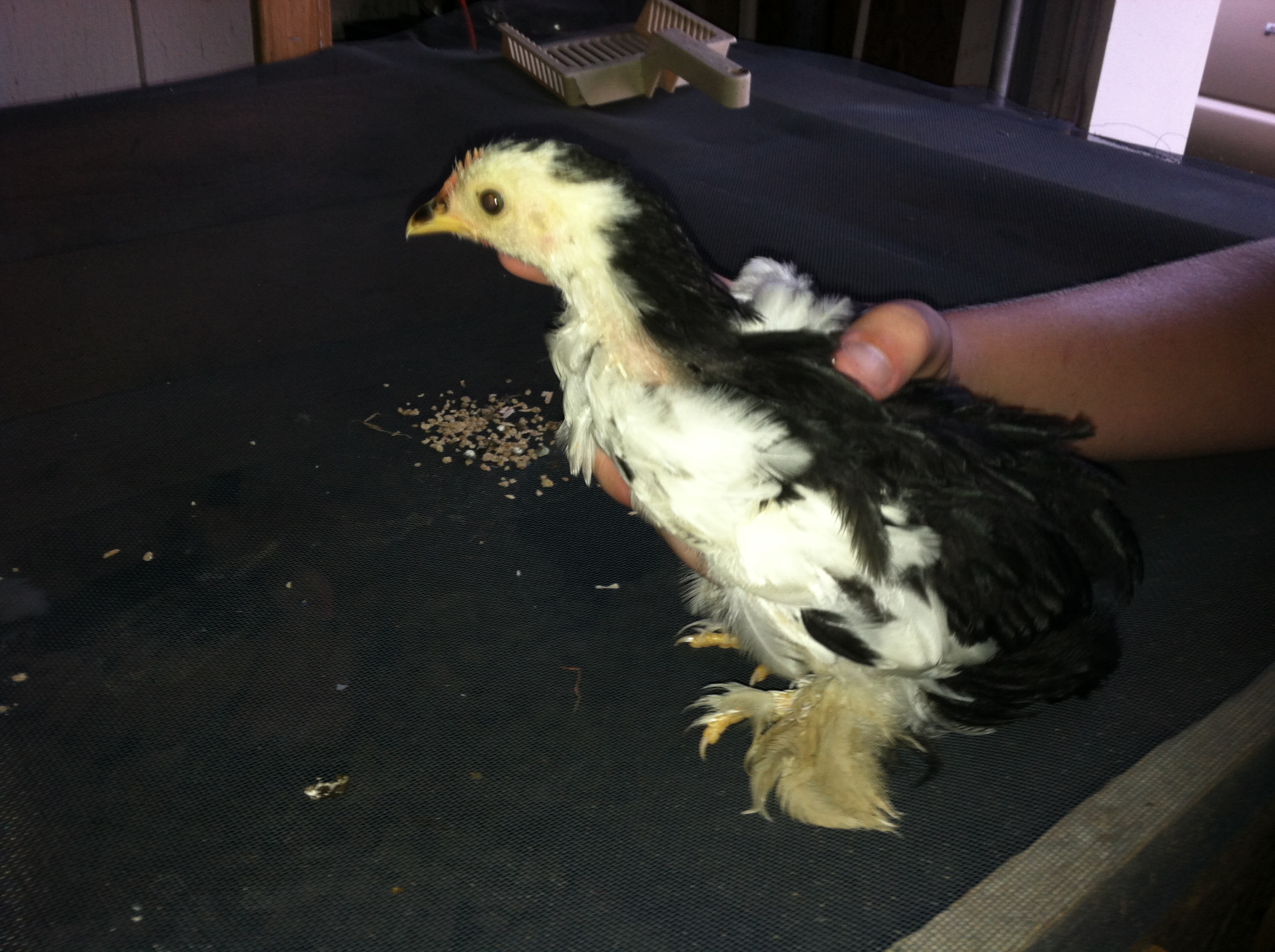 Scout- Rooster