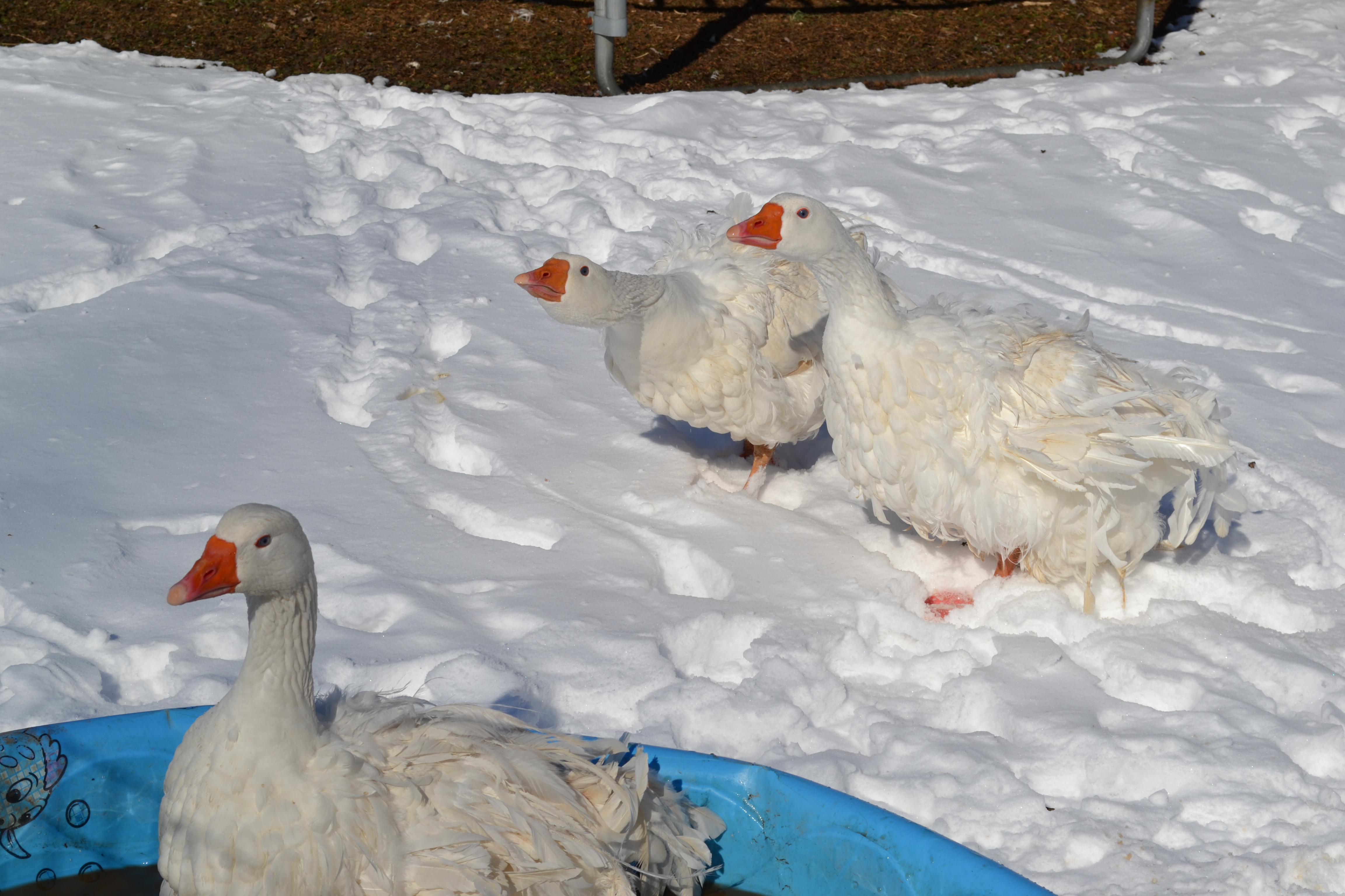 Scout, Simon, and Sammy 2013