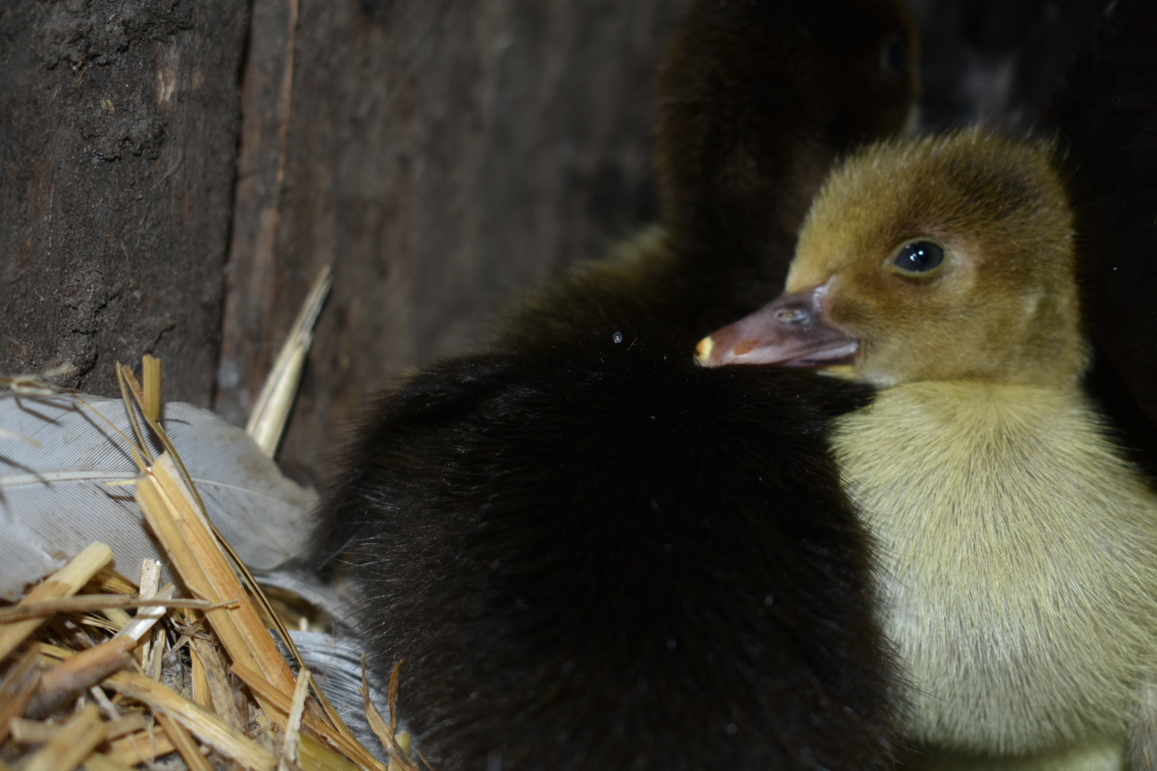 Scovy ducklings 10