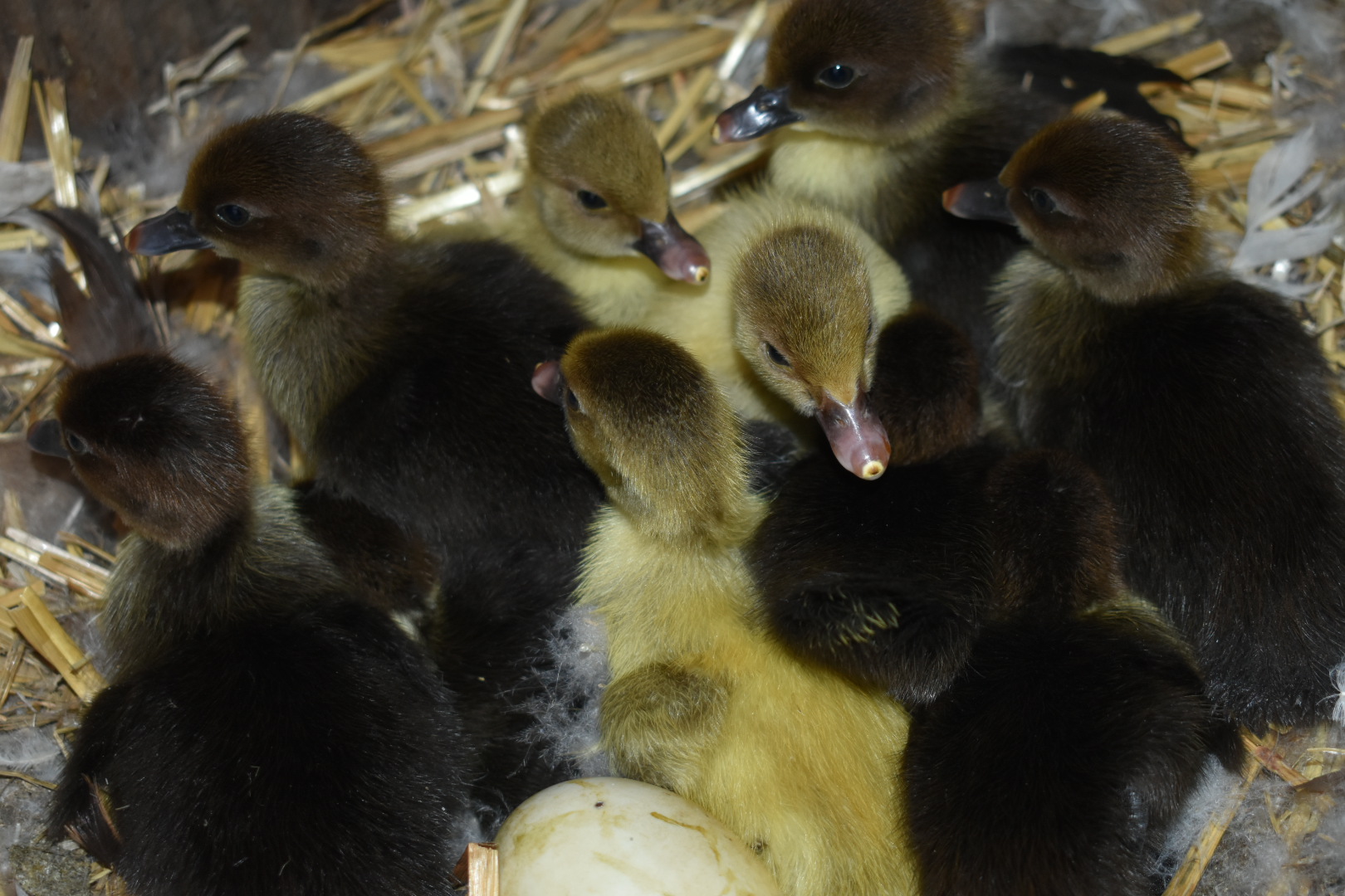 Scovy ducklings 2