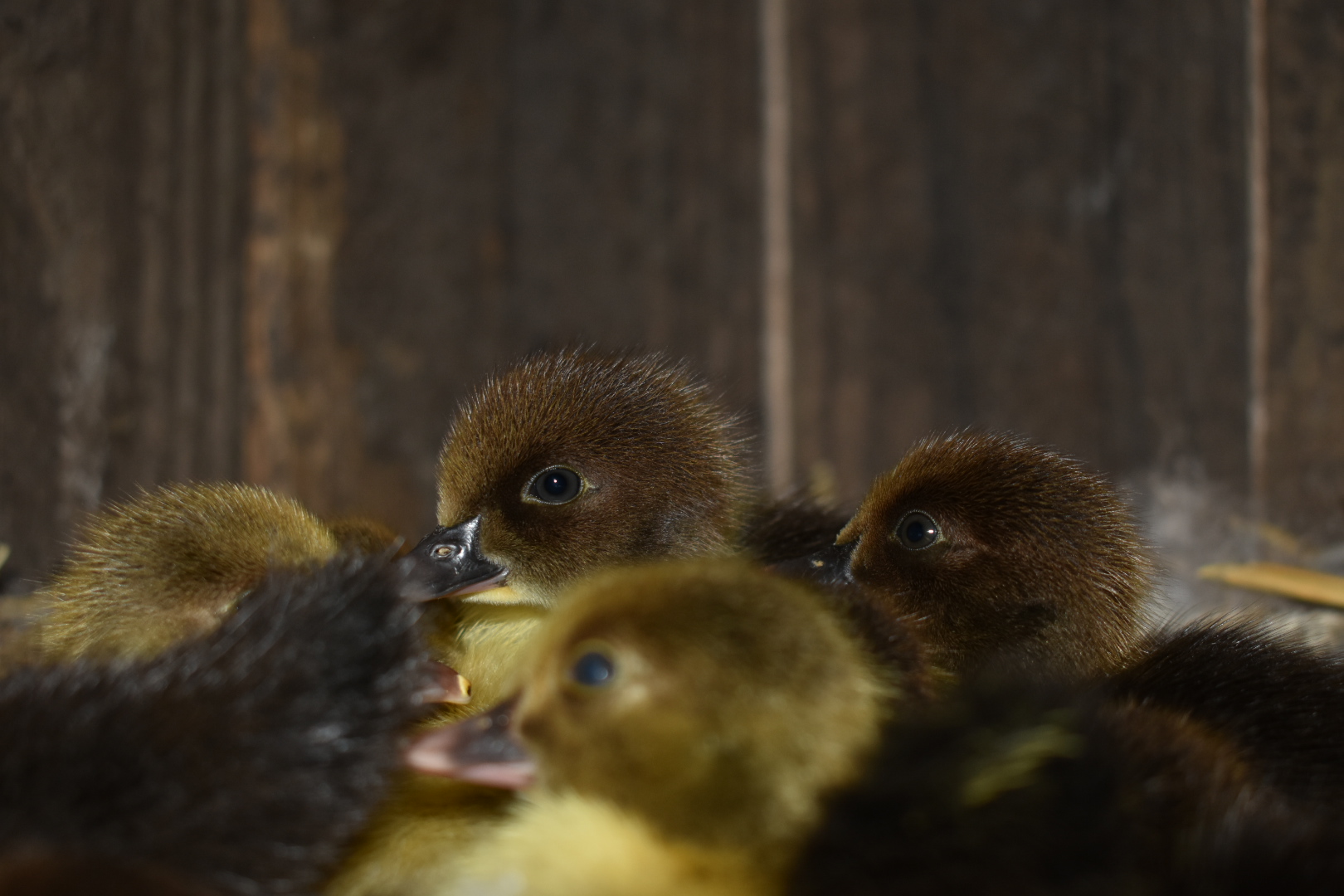 Scovy ducklings 3