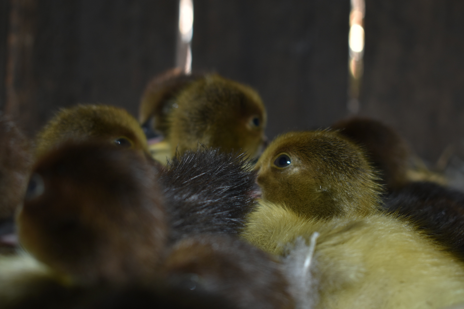 Scovy ducklings 4