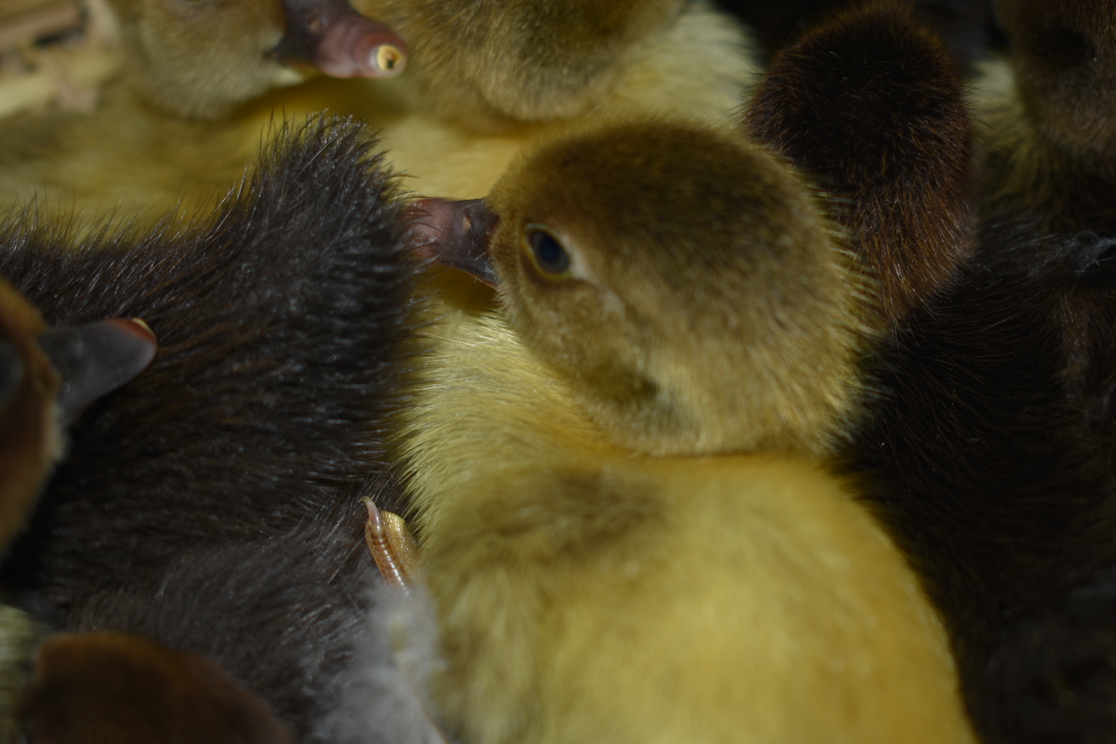 Scovy ducklings 5