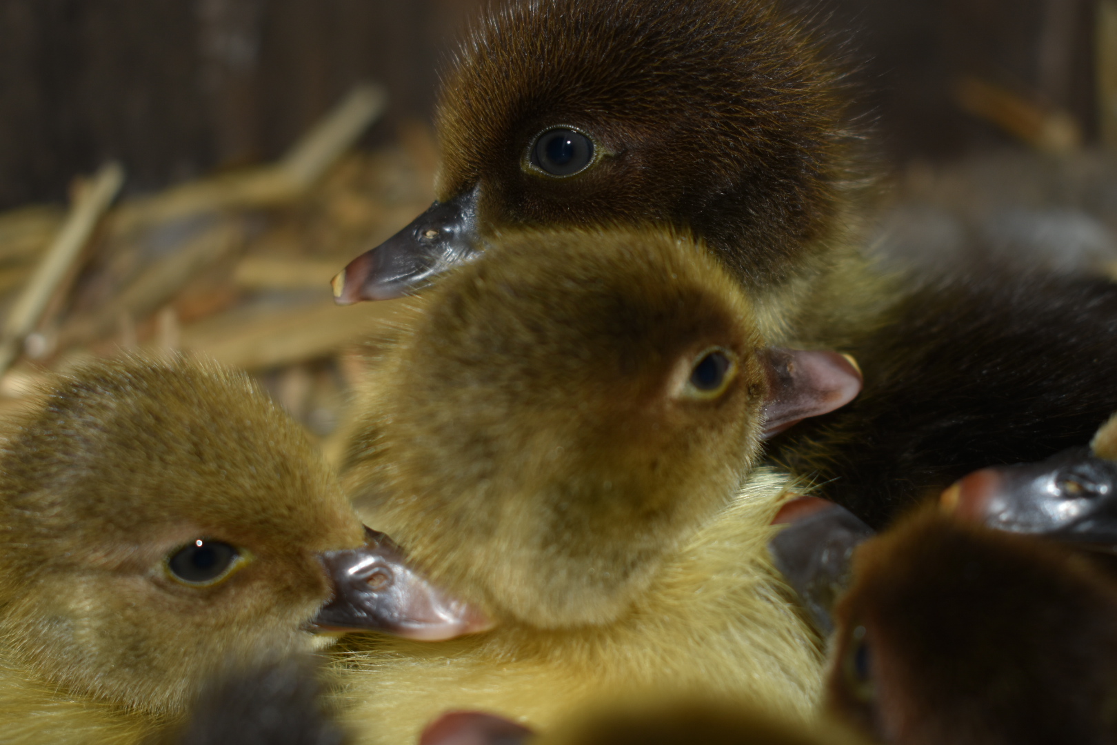 Scovy ducklings 6