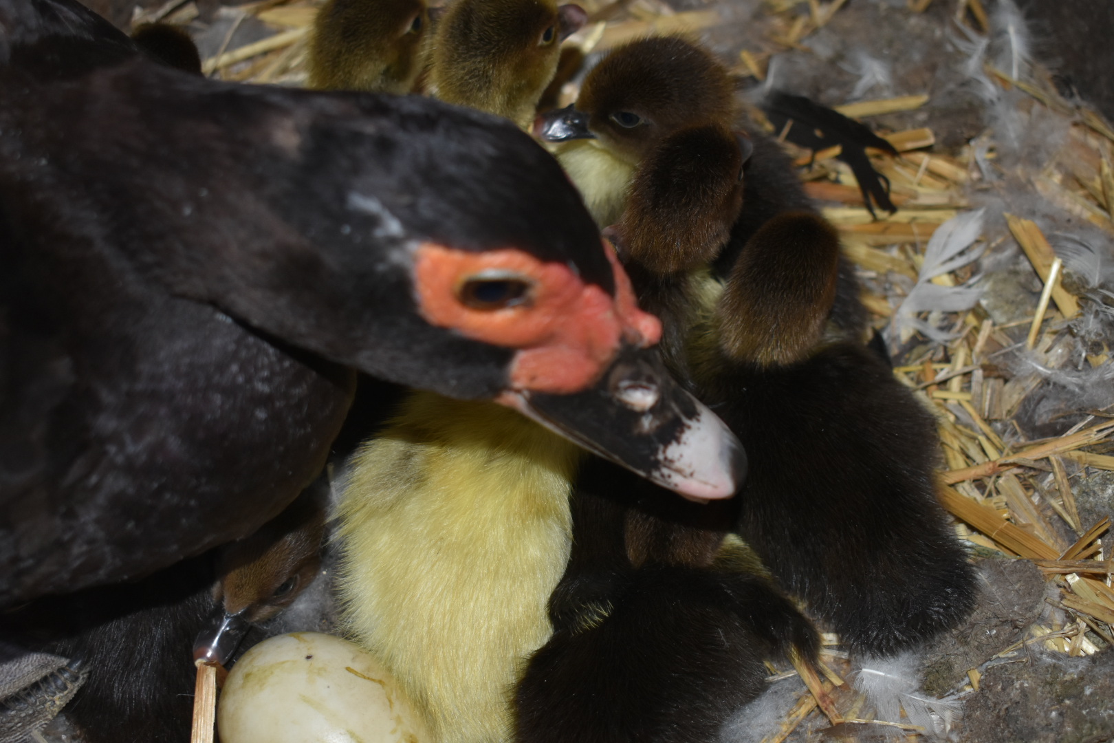 Scovy ducklings 7