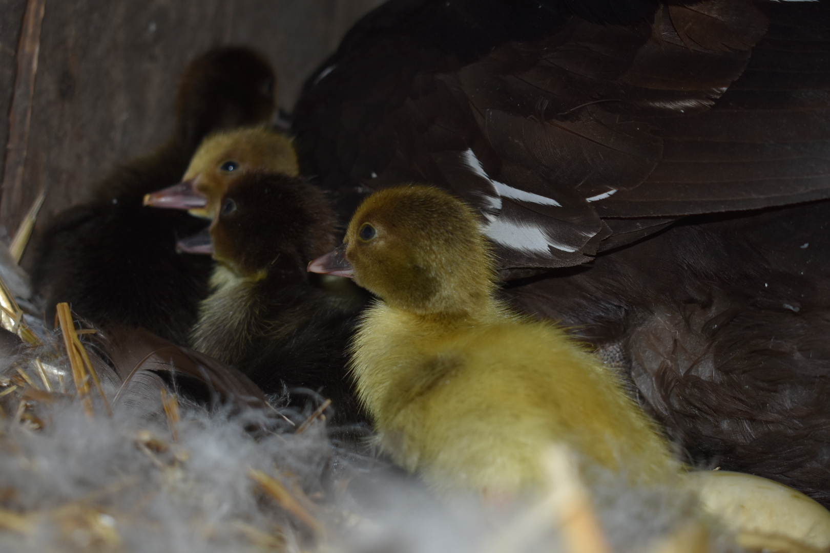 Scovy ducklings 8