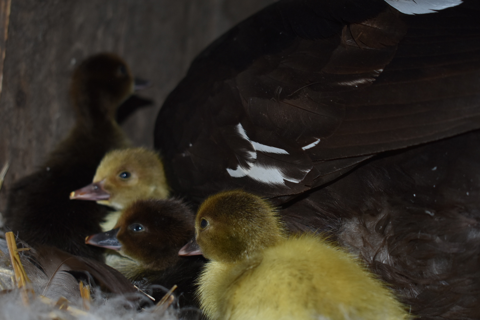 Scovy ducklings 9