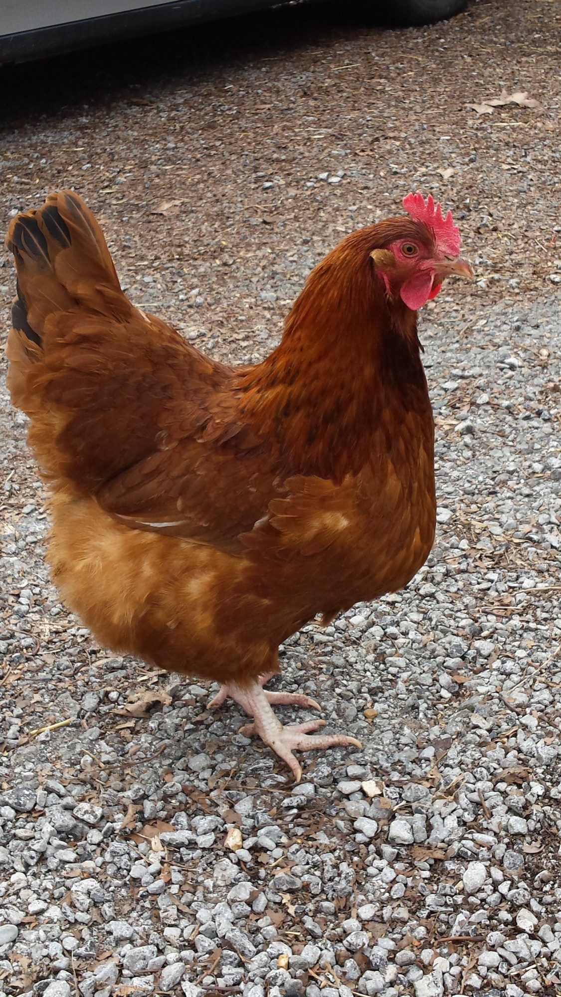 Scramble was supposed to have been a RIR mix, but I think she looks more like a production red. She lays smaller, darker brown eggs than my other hens.