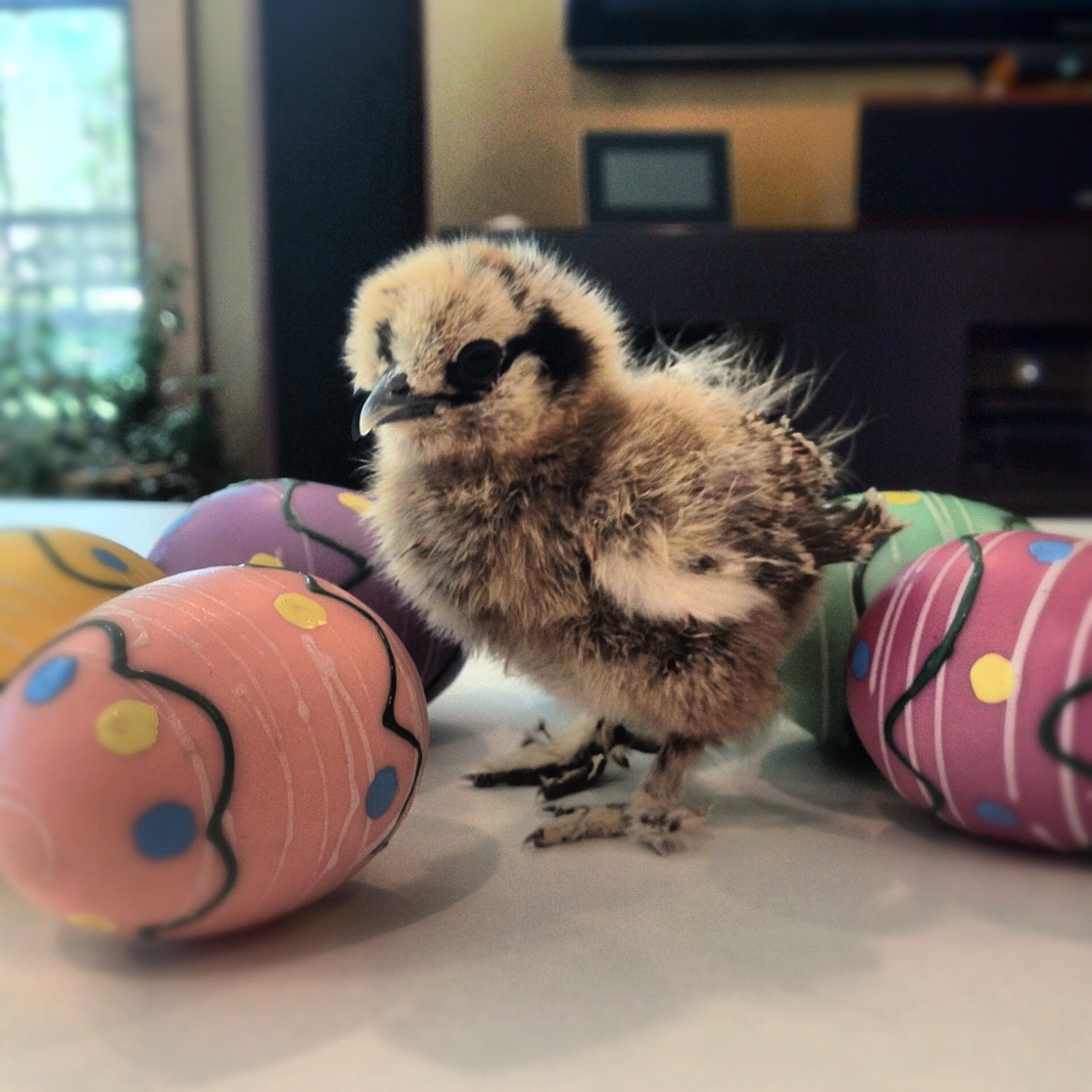 Scrambled 1 week