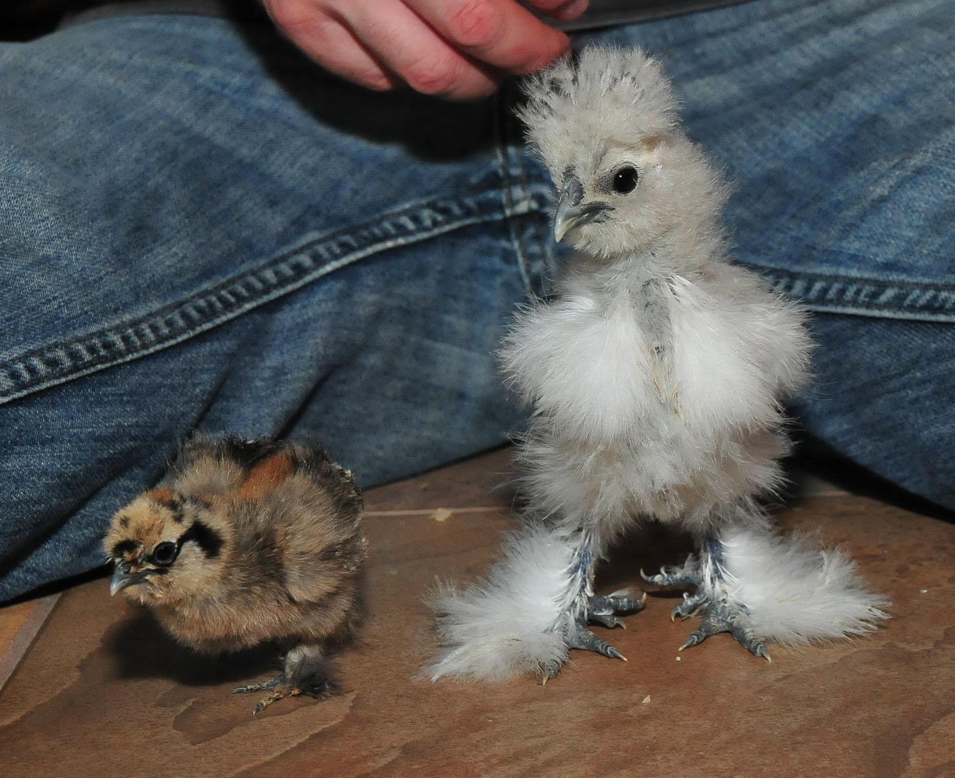 Scrambled and Einstein, pictured here, sam age.