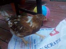 scratching the hen scratch