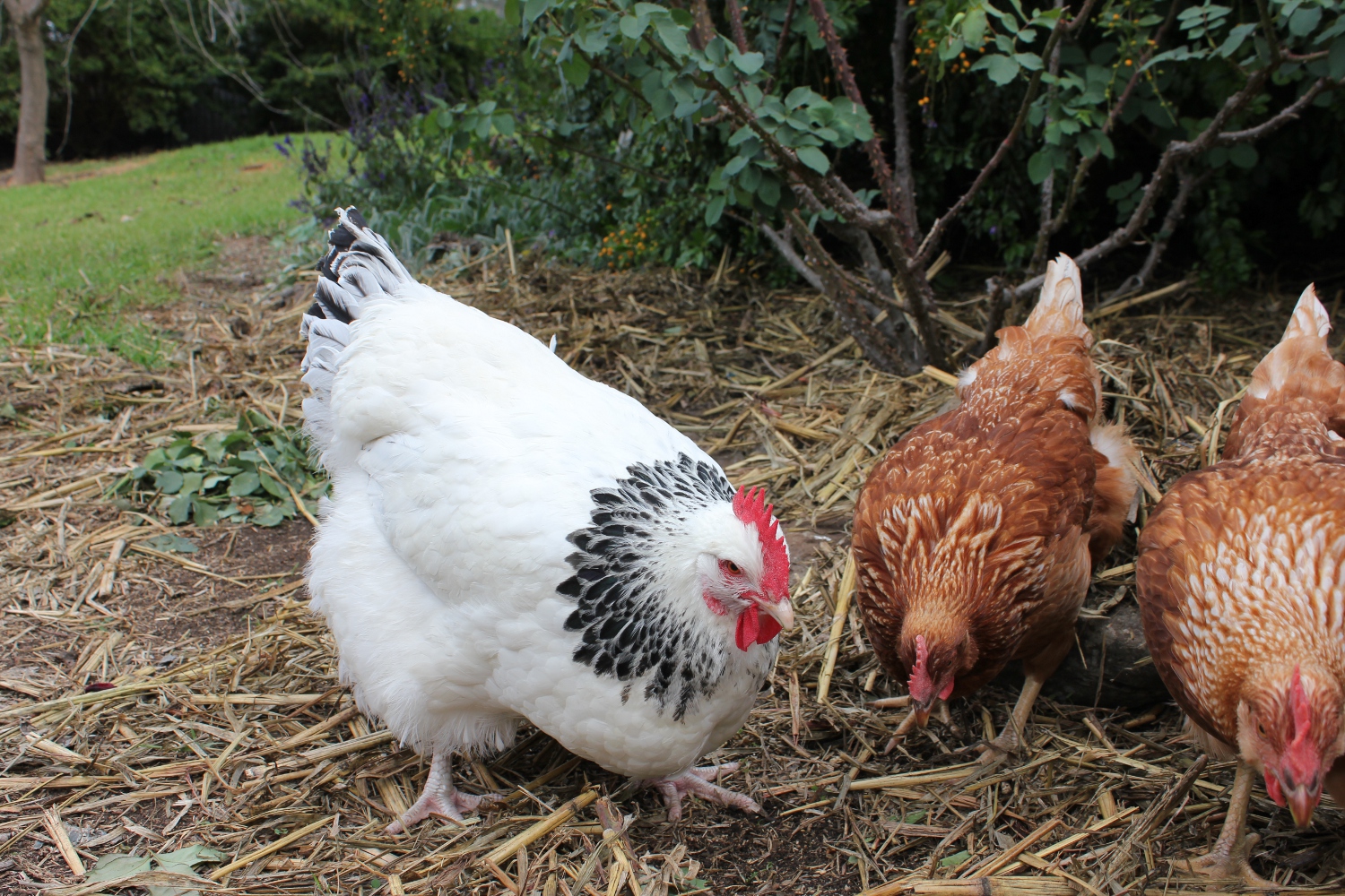 Scratching together. Shows size comparison.
