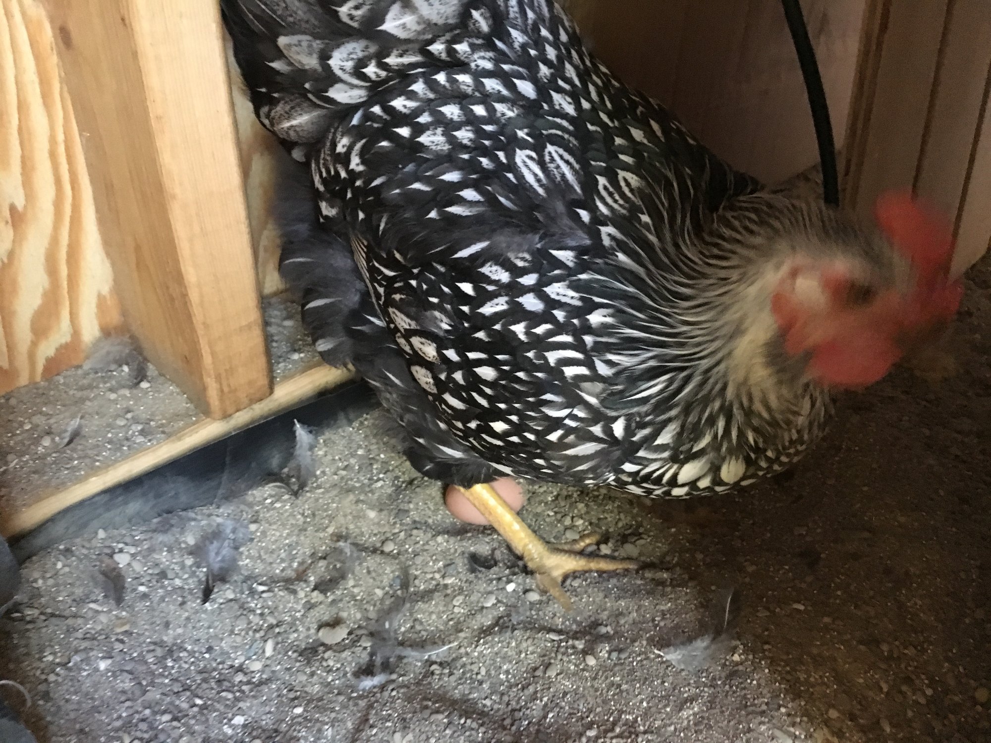 Scratch's First of Many