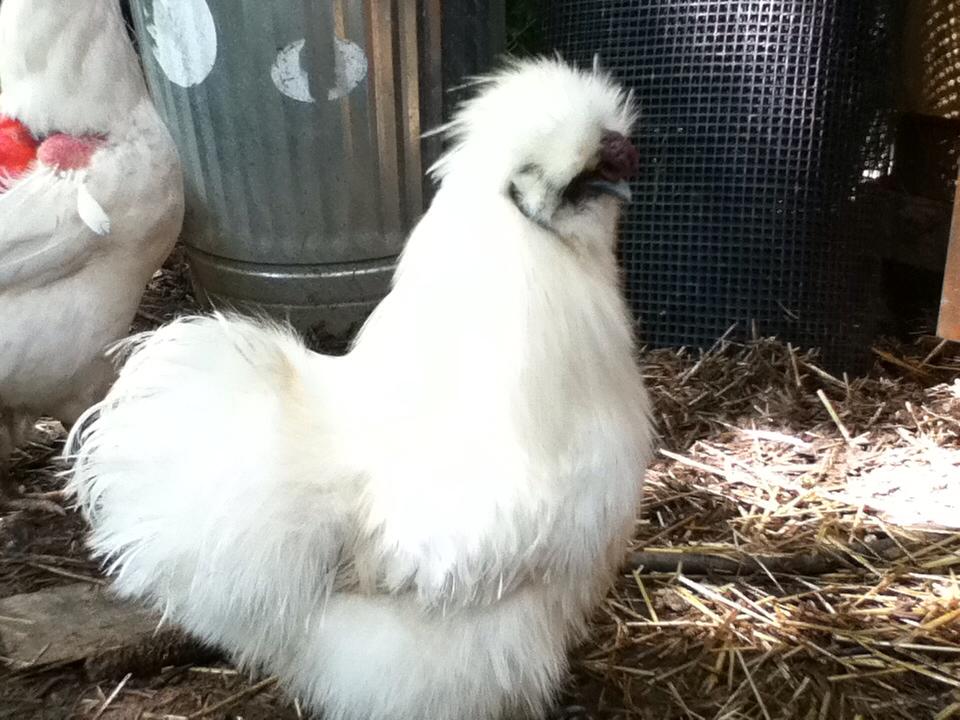 Screech- Silkie