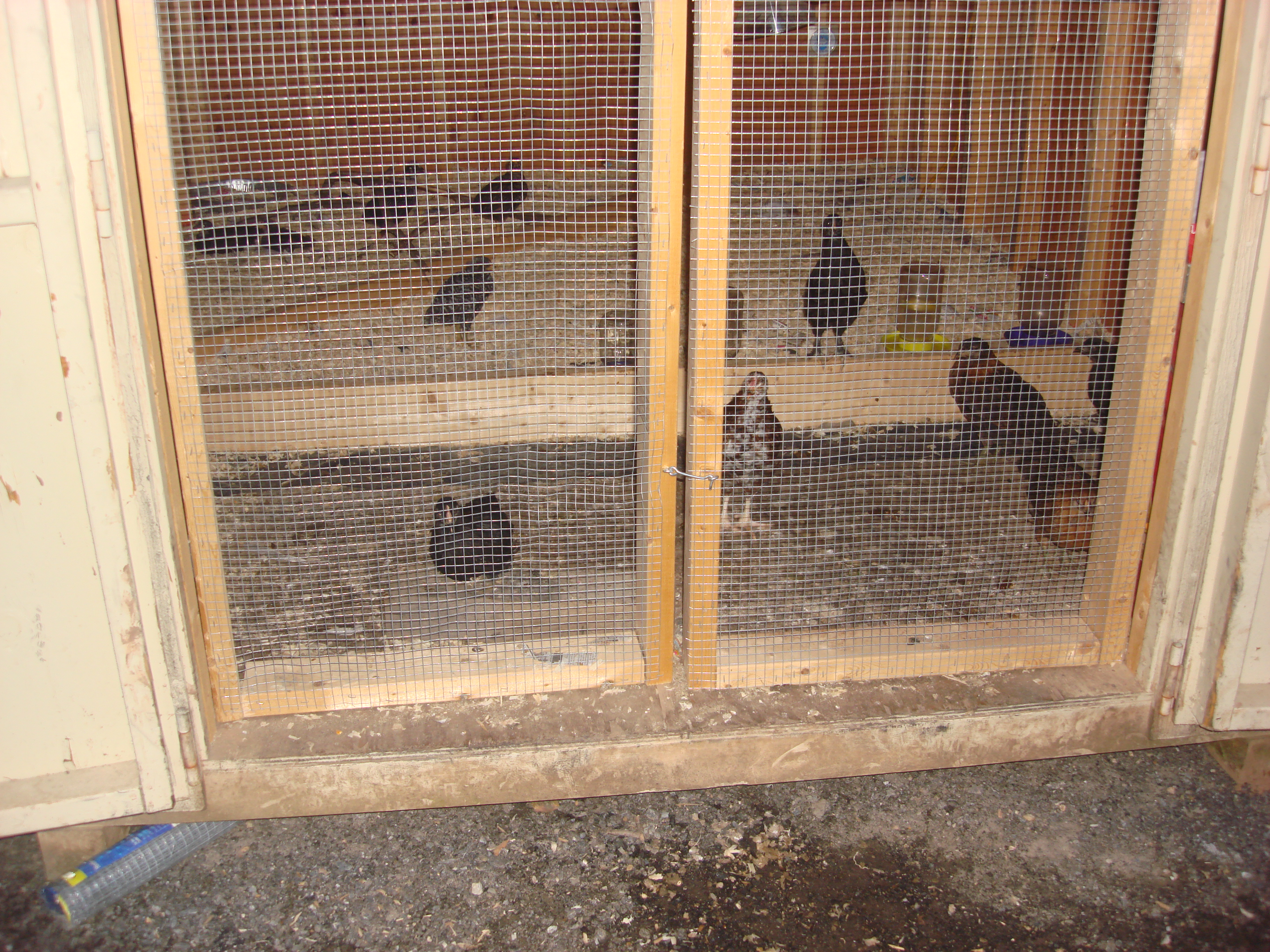 screened coop doors