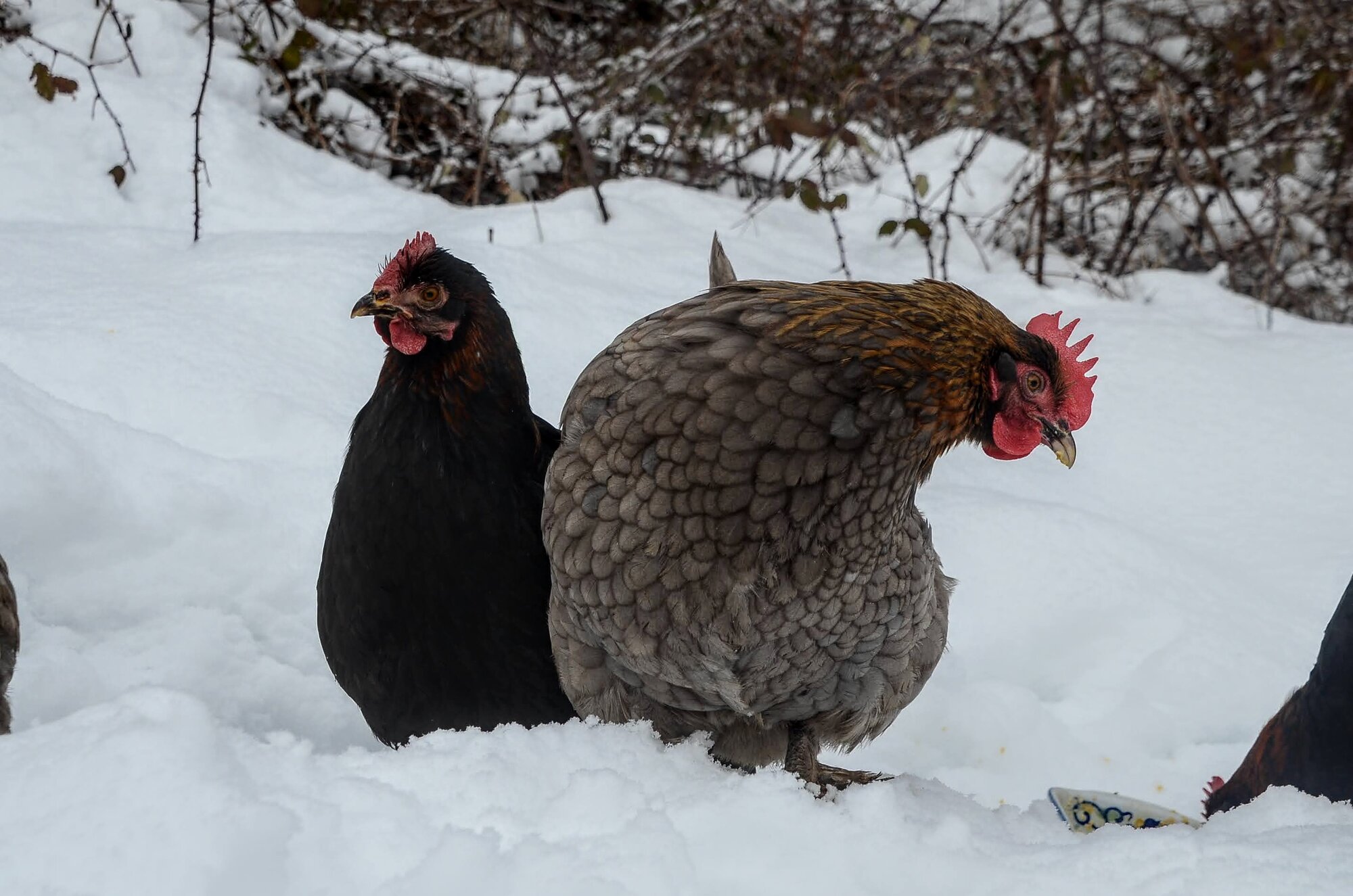 screzio and nebbia