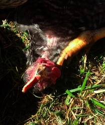 Scritch scratch, grass bath!