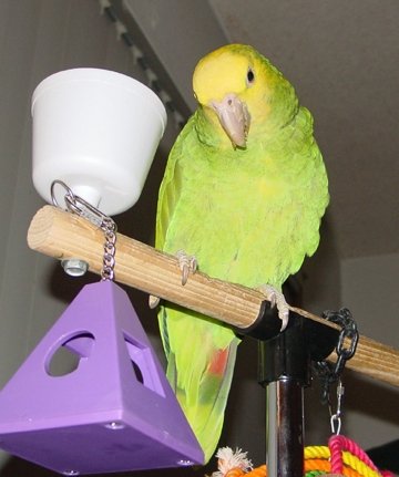 Scruffy looking adorable back in 2004, at about age 8