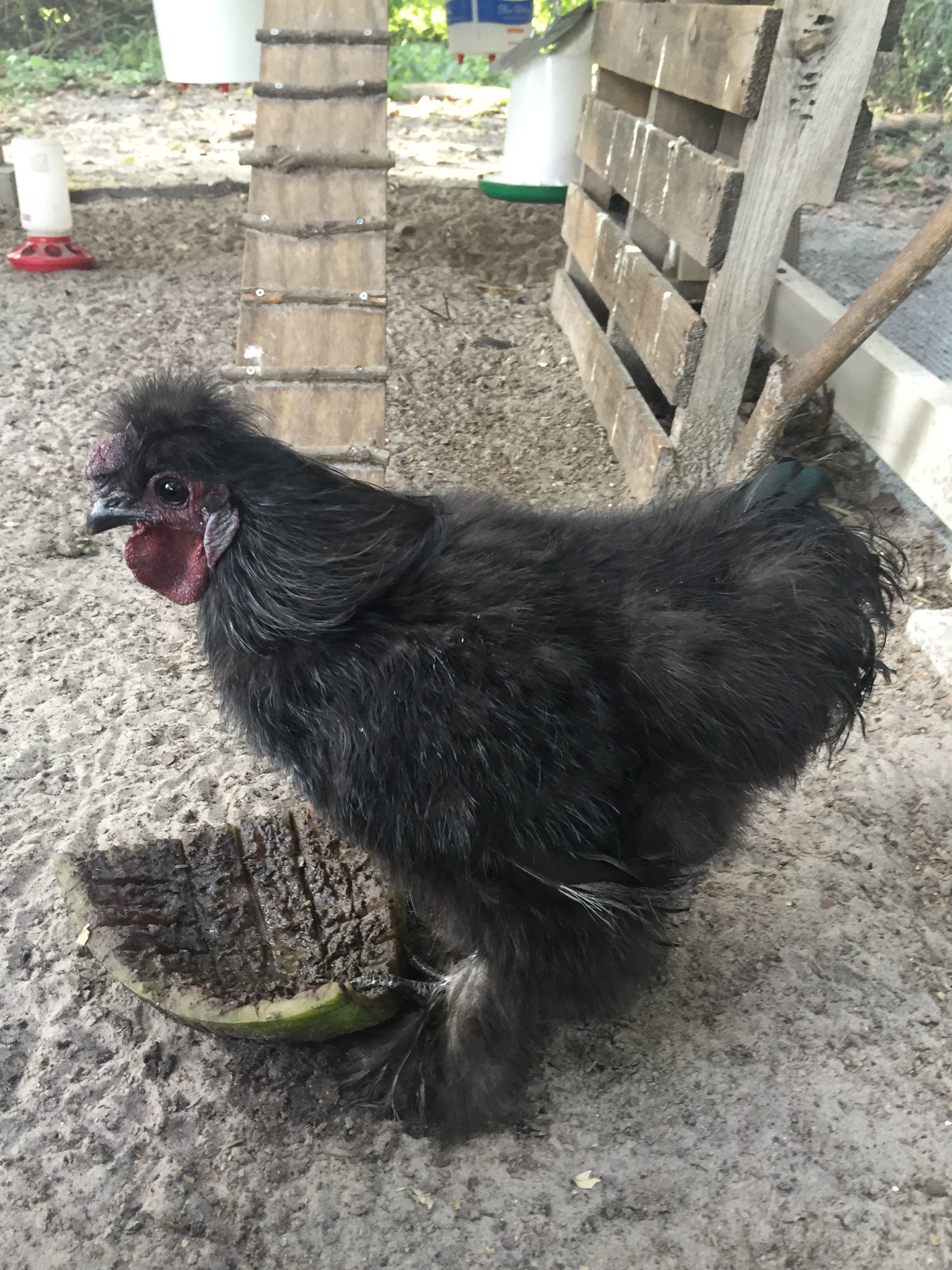 Señor Foggy Silkie Roo