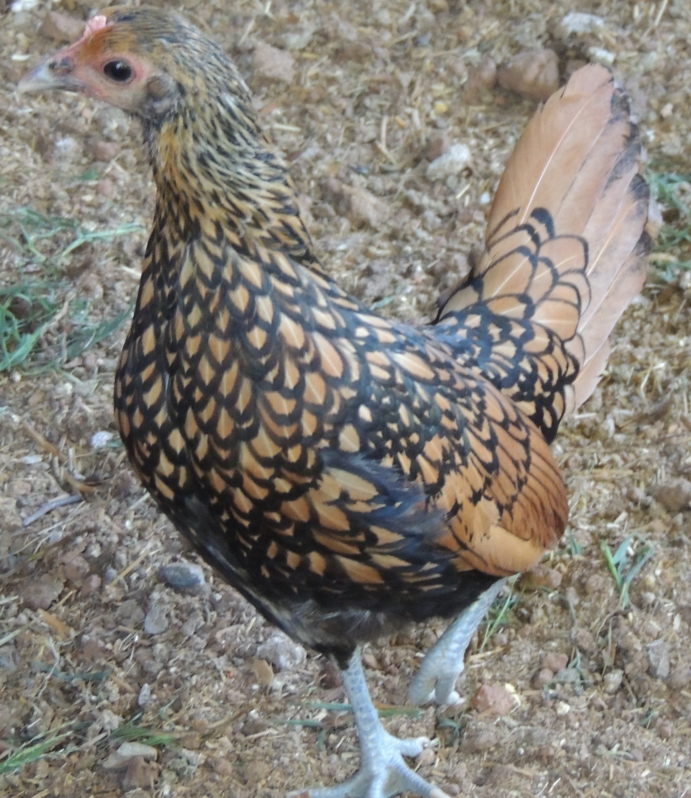 Seabright pullet. My favorite breed!