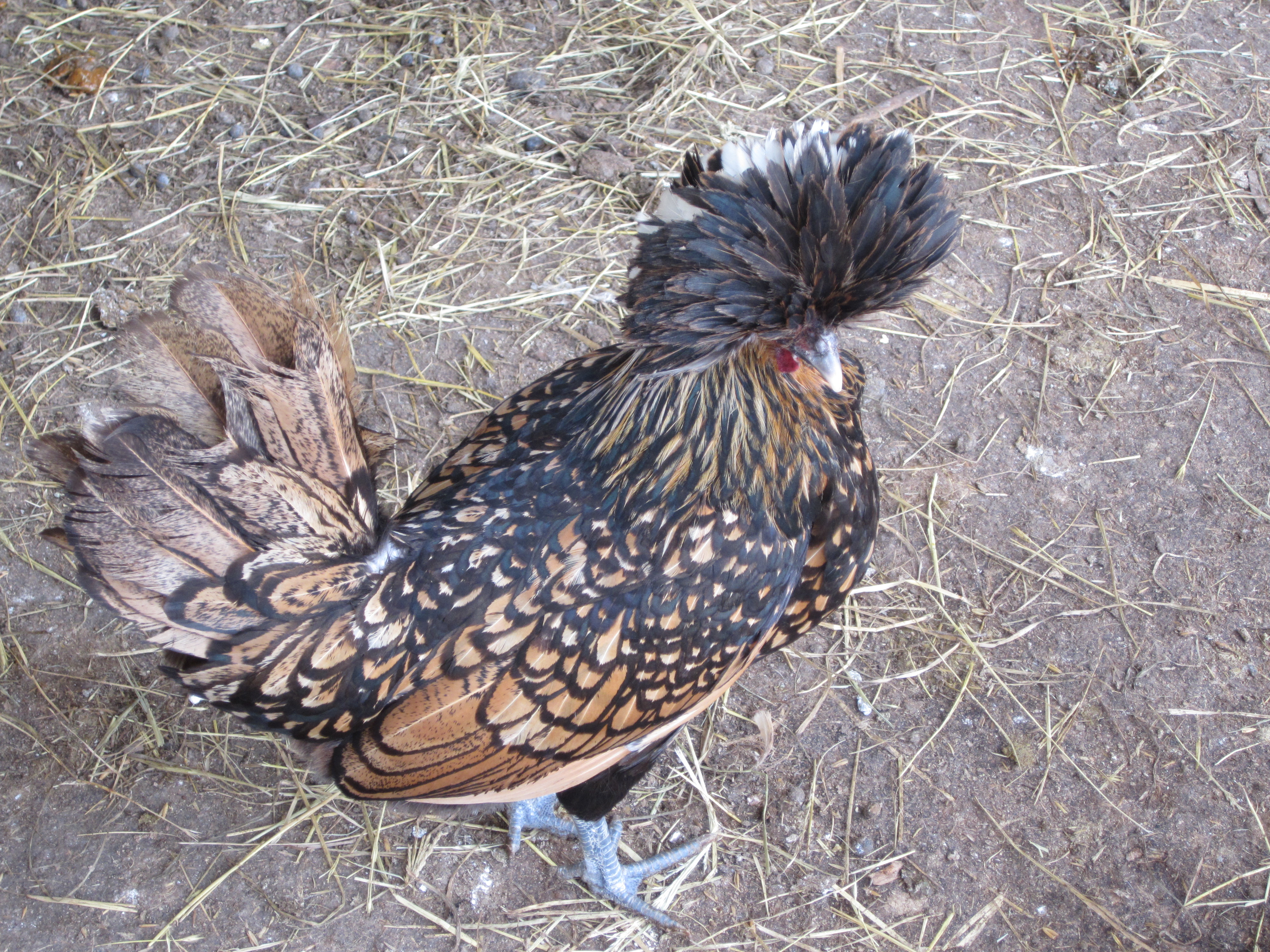 Seagull, my Golden Laced Polish hen