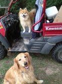 Seamus (in the Mule) and Tristan ready to help with the feeding chores (and always ready to stand right under the horses and scarf up any feed that falls to the ground!)  For reasons that elude me the horses generally put up with this behavior.