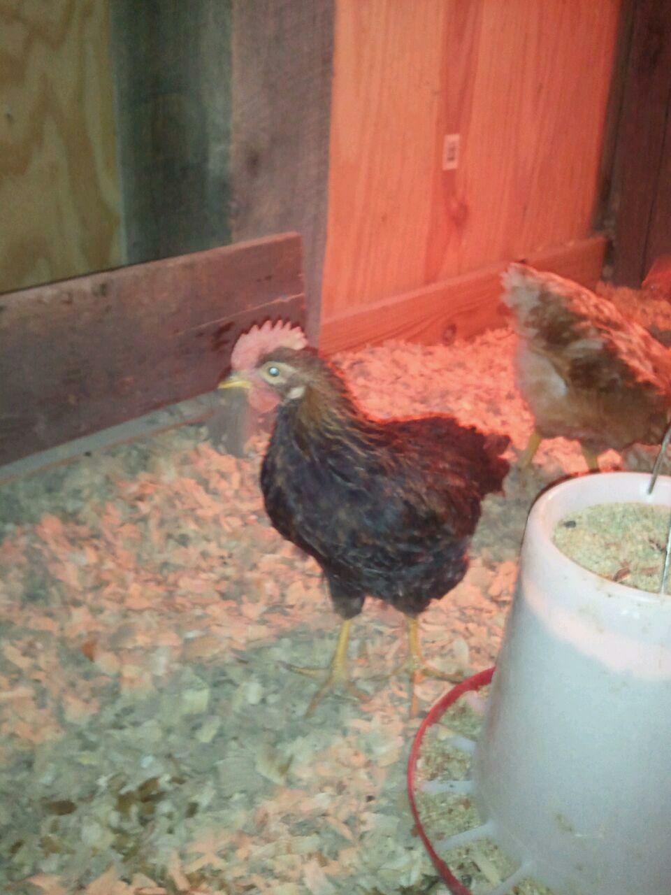 Seamus, our Wyandotte Roo.