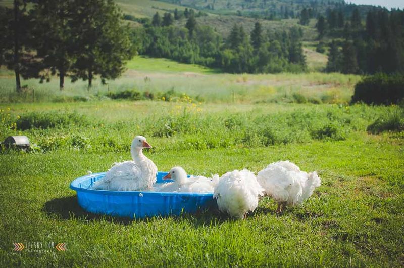 Sebastopol geese in the kiddie pool