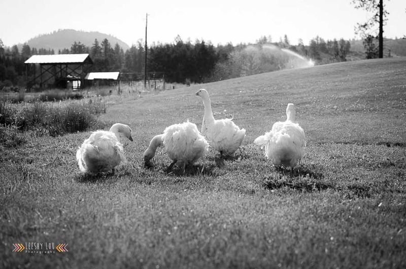 Sebastopol Geese