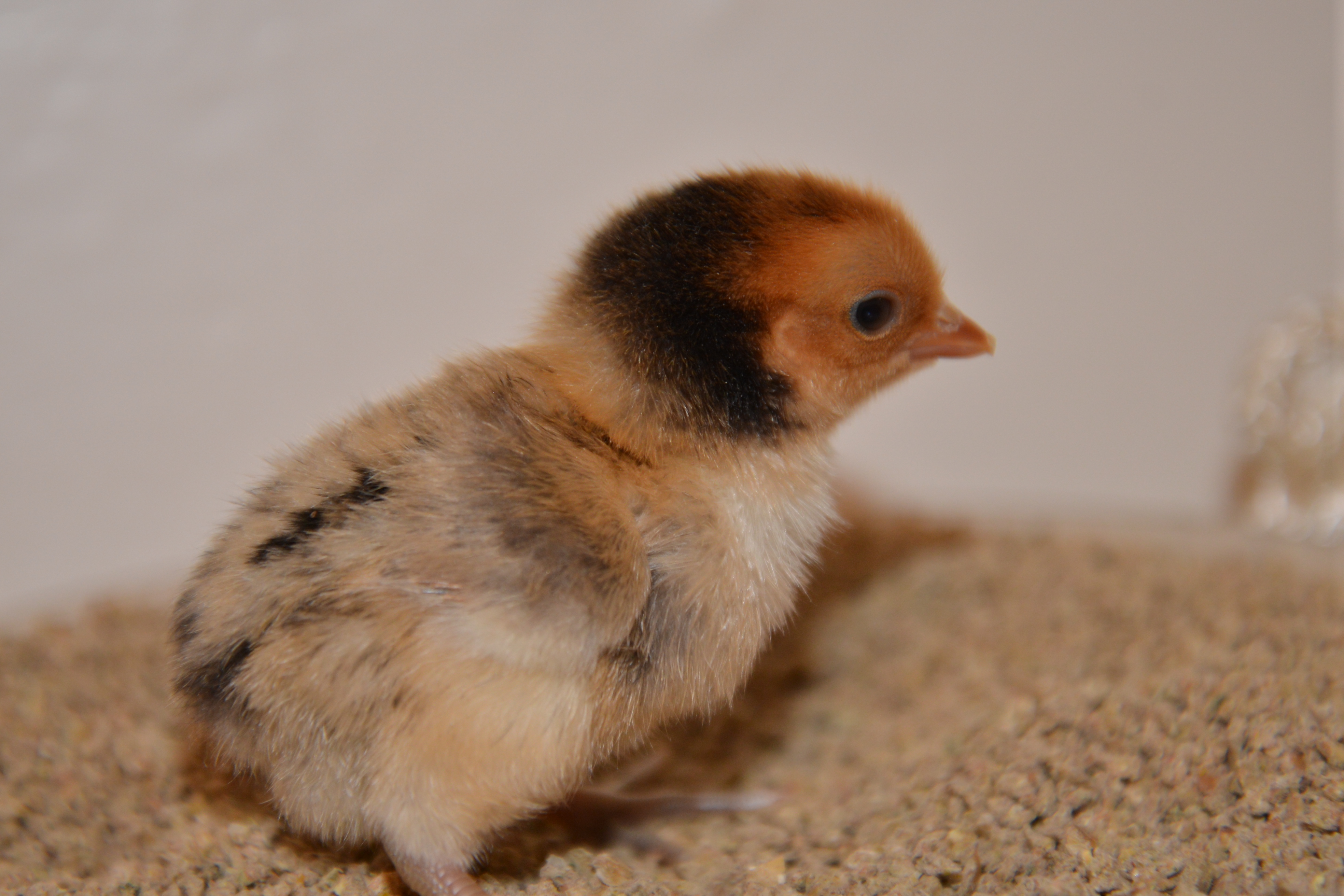 Sebright chick at 4 days