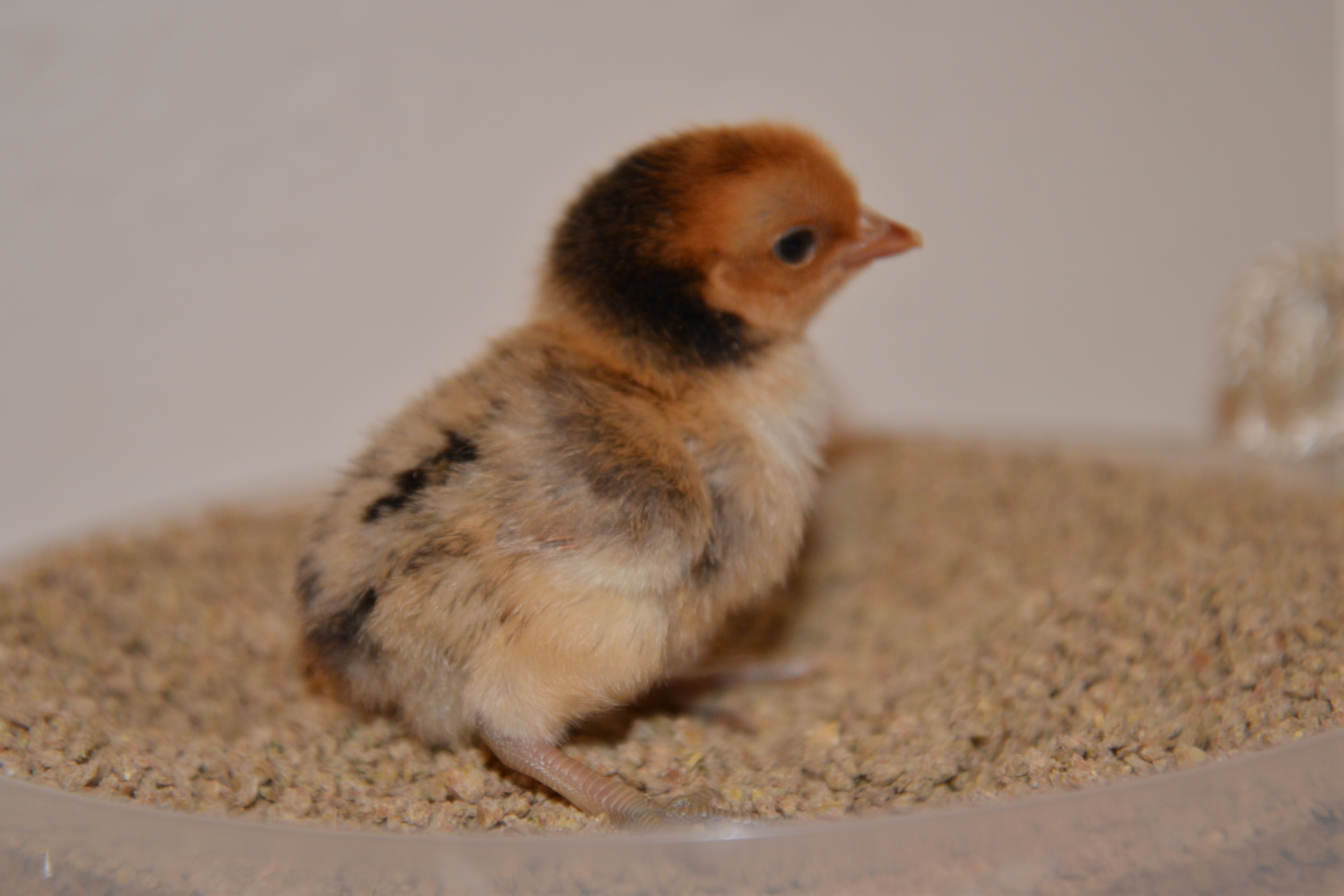 Sebright chick at 4 days