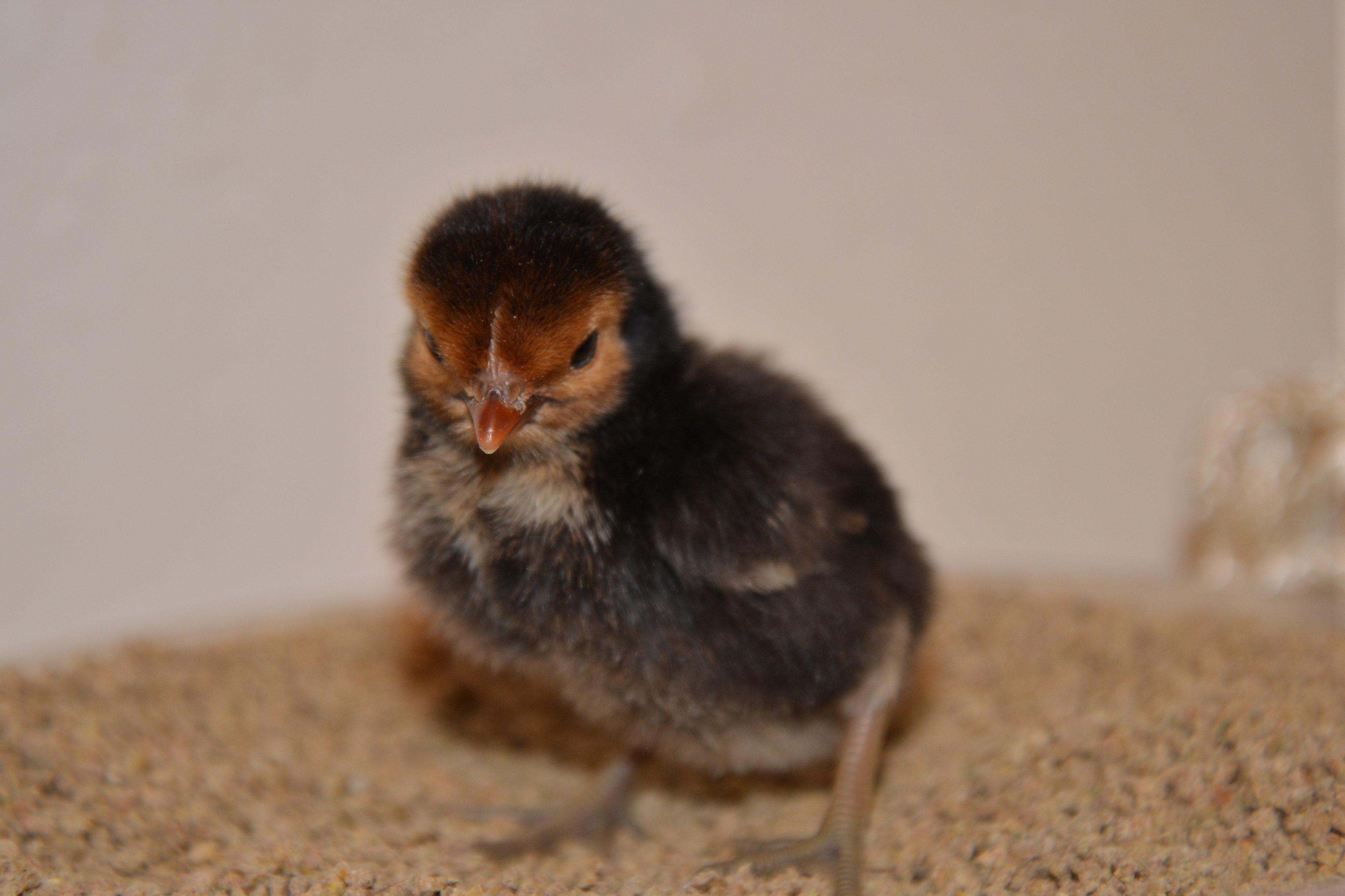 Sebright chick at 4 days
