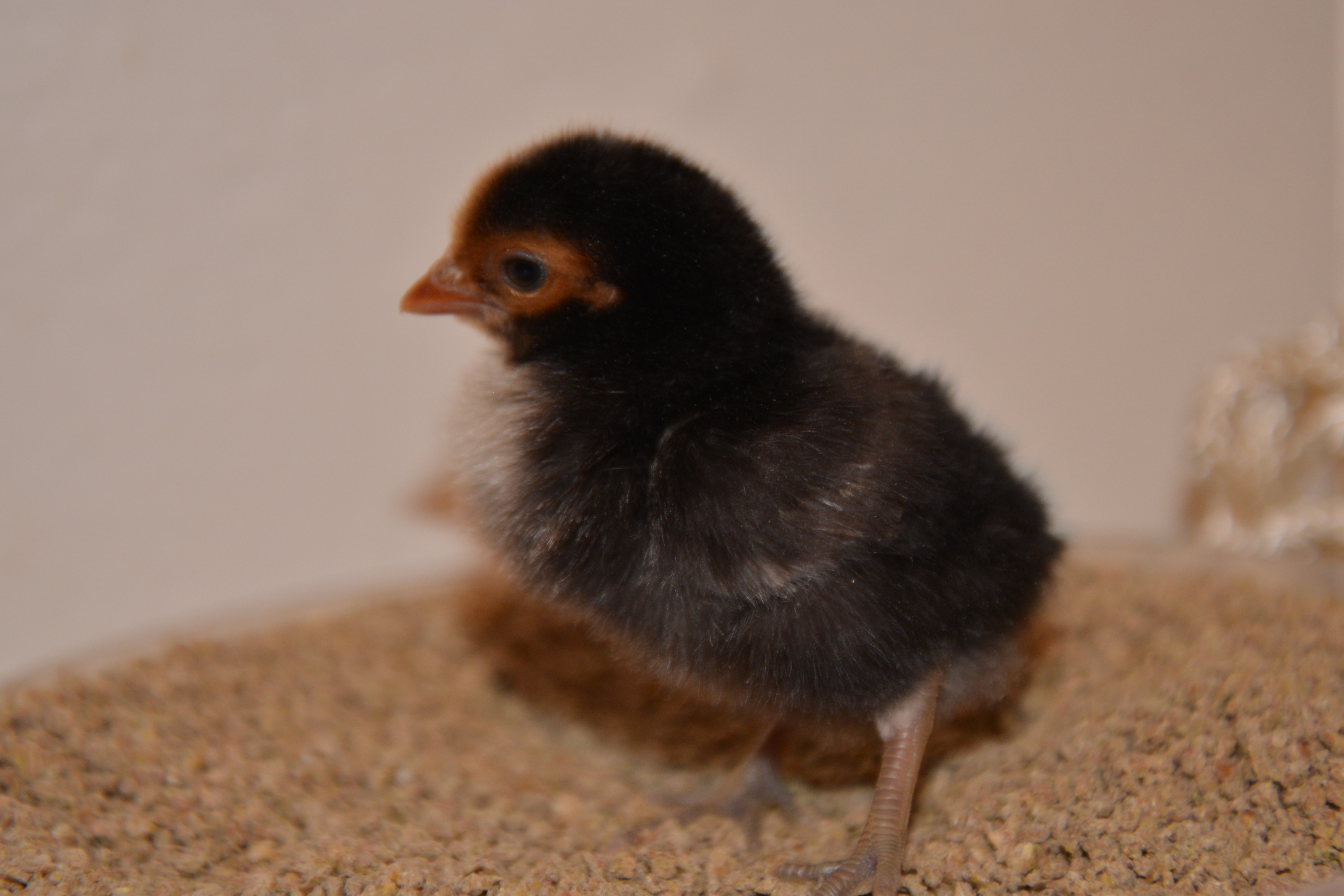 Sebright chick at 4 days
