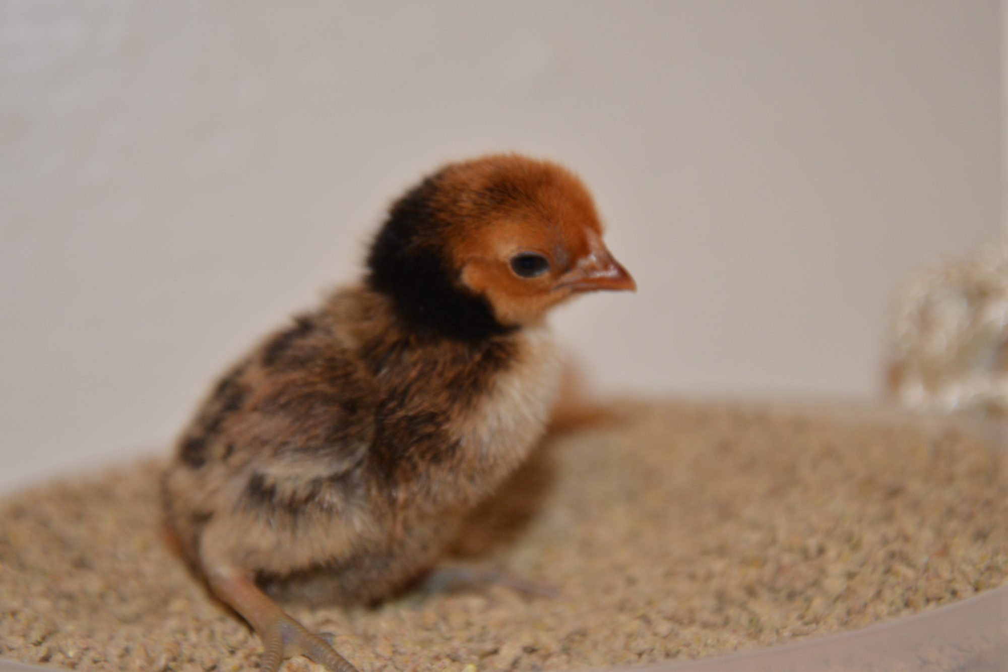 Sebright chick at 4 days