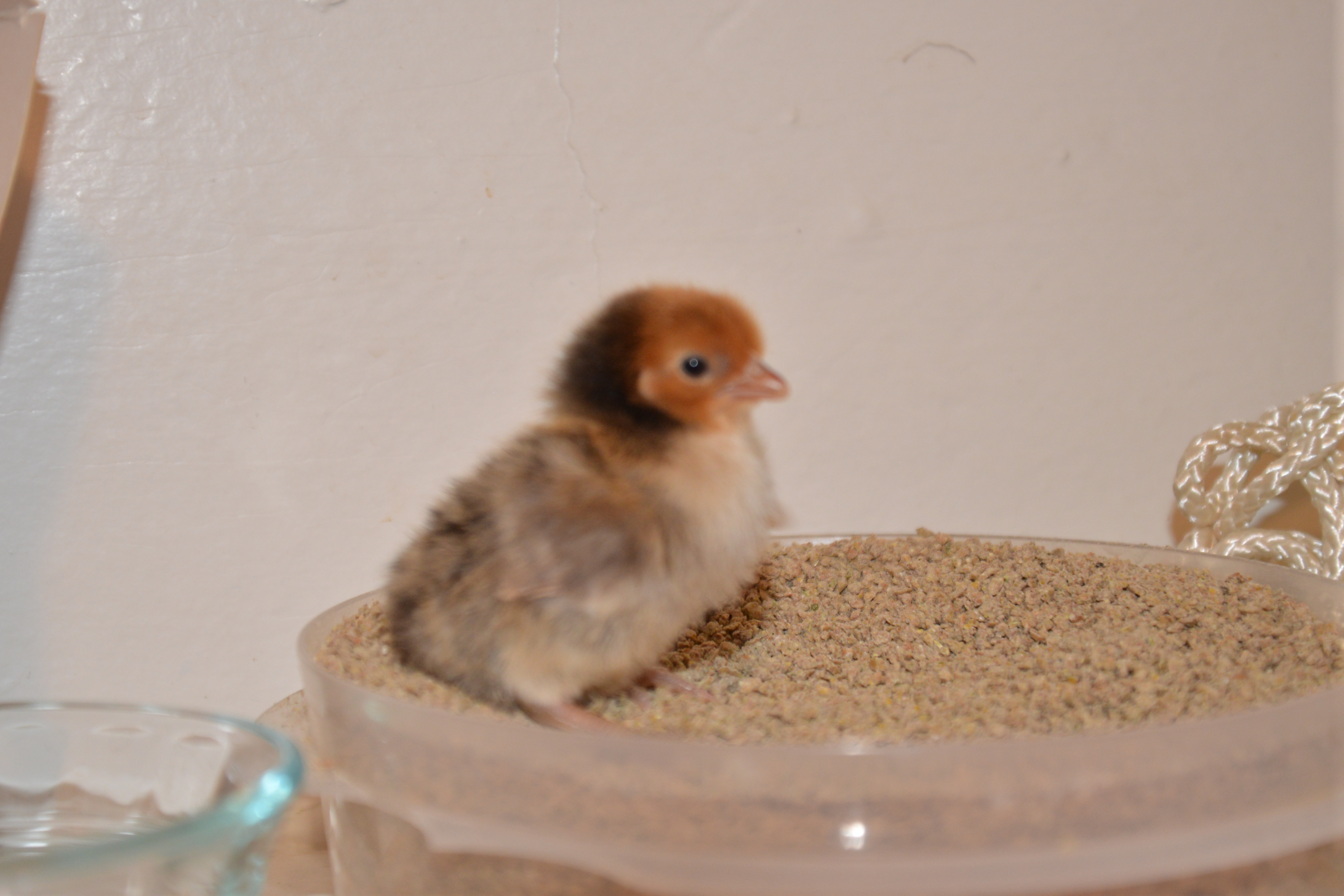 Sebright chick at 4 days