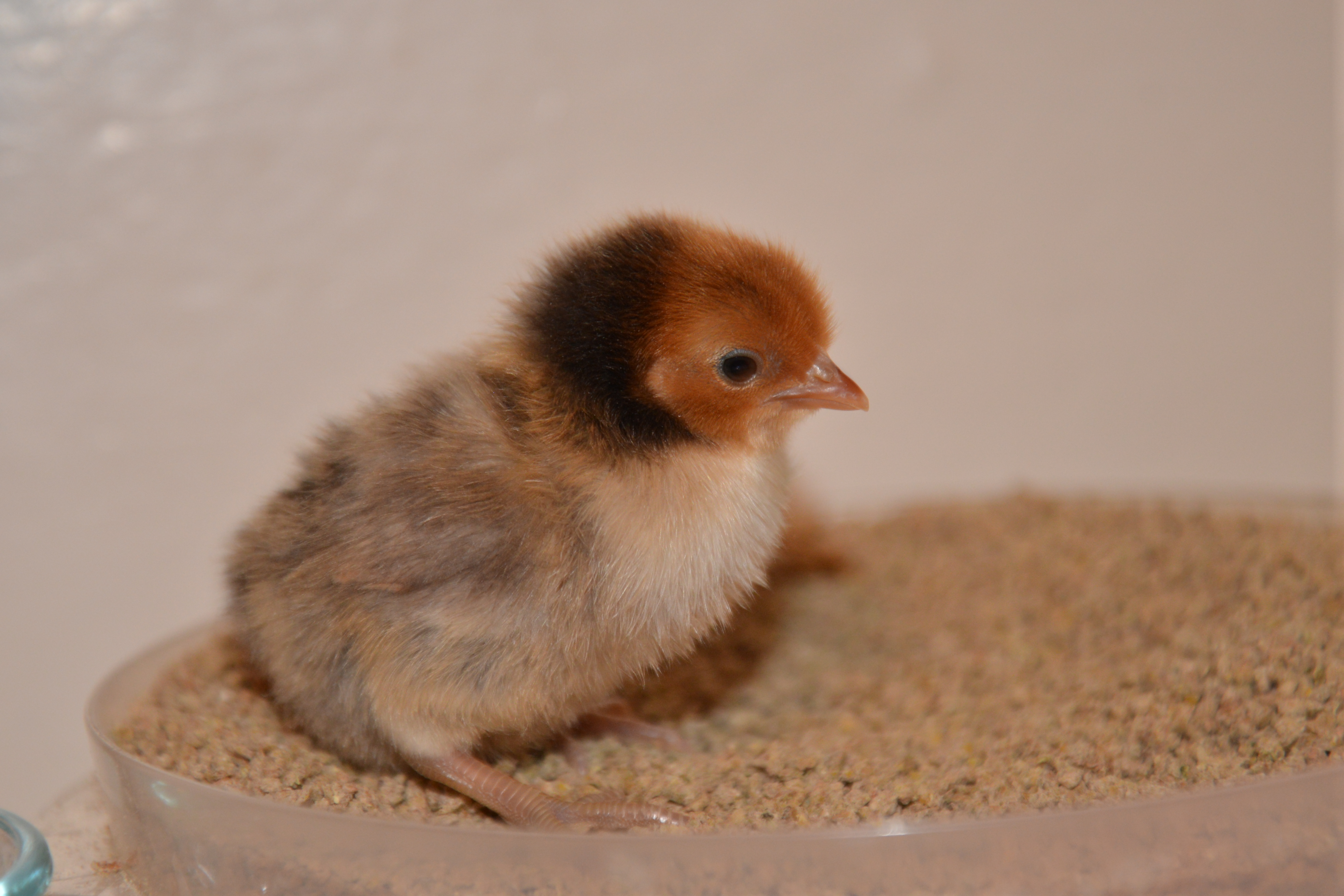 Sebright chick at 4 days